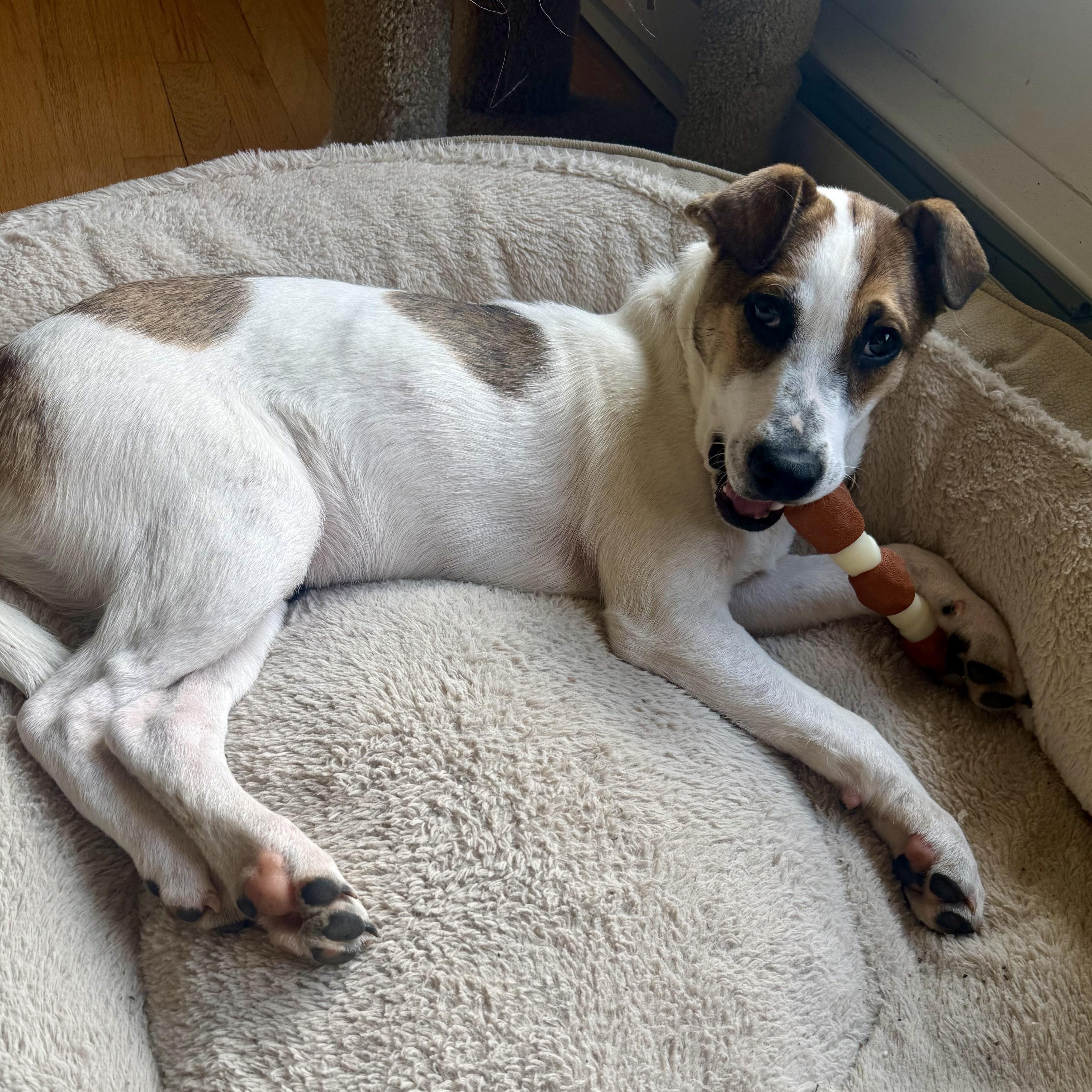 Nissan, adopted, Young Male Beagle & Labrador Retriever.