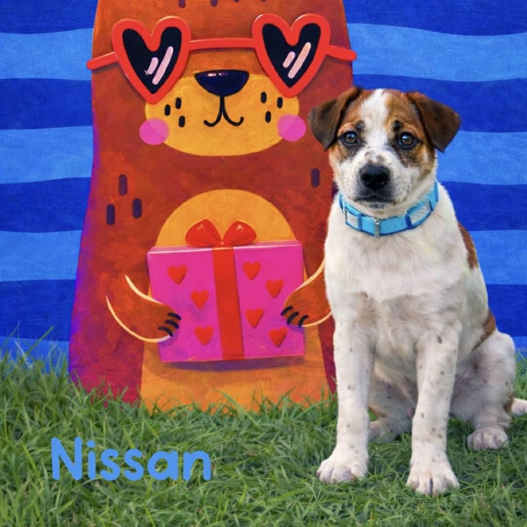 Nissan, ADOPTABLE, Puppy Male Labrador Retriever & Australian Kelpie.
