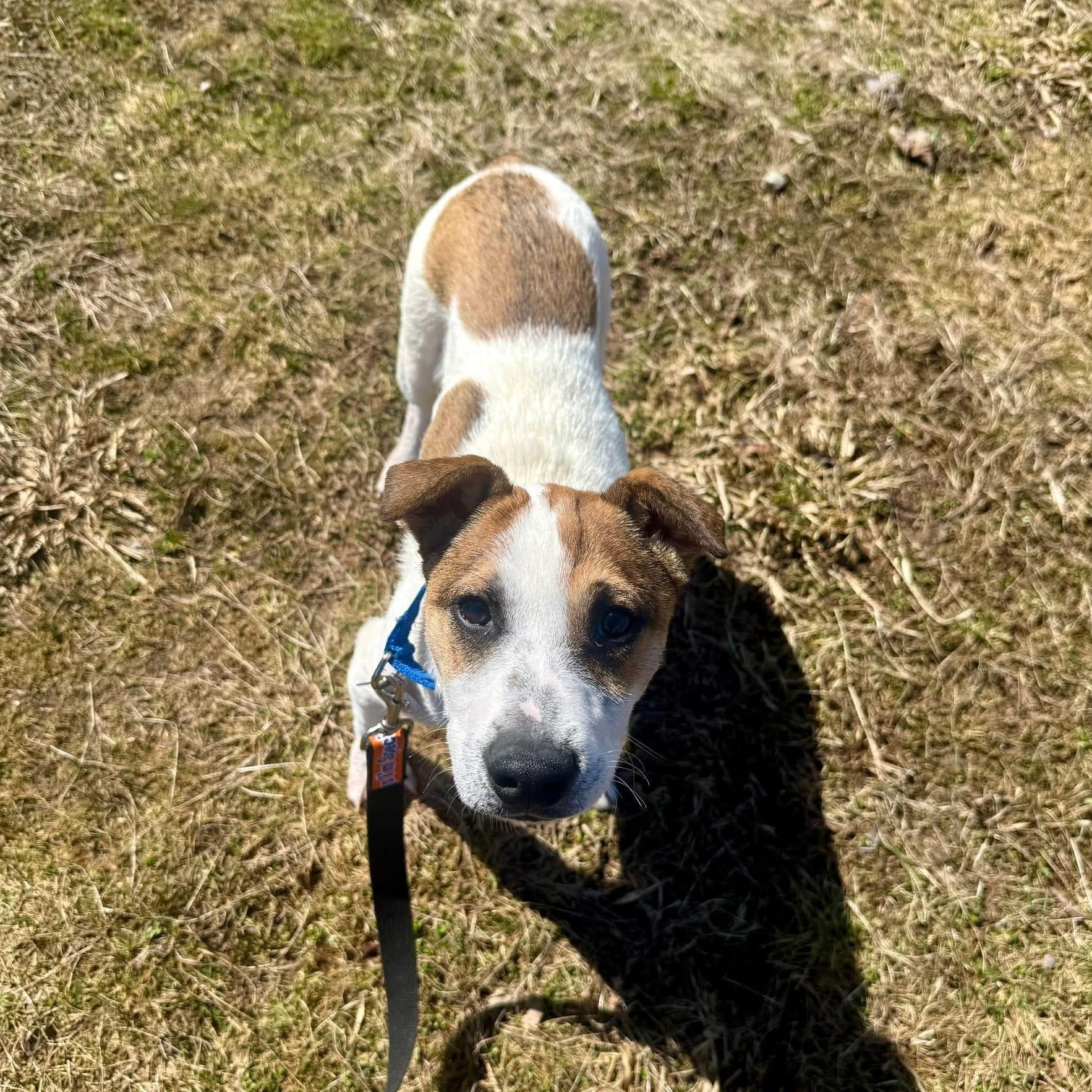 Nissan, a ADOPTABLE mixed breed in Simsbury, CT image 2/6