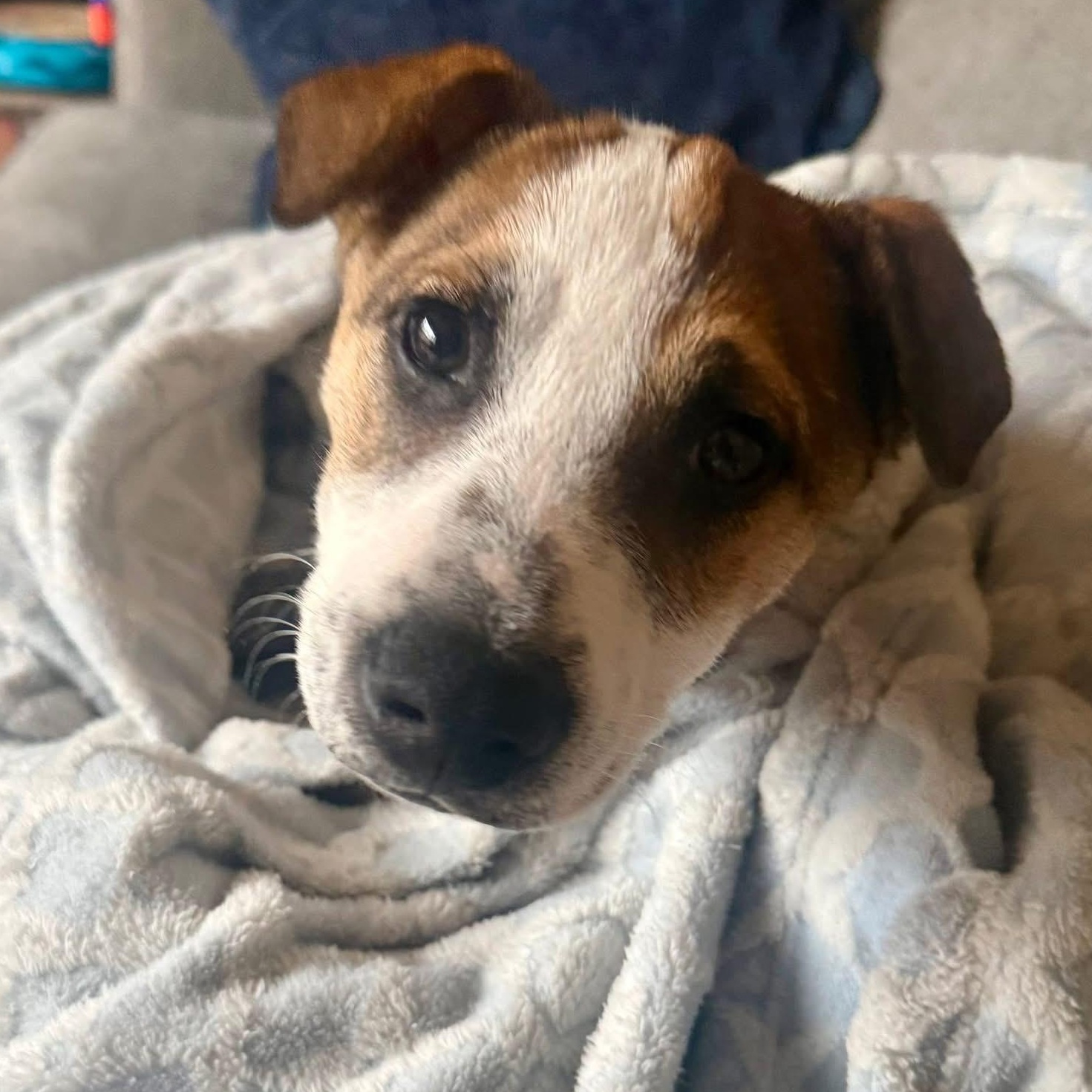 Nissan, a ADOPTABLE mixed breed in Simsbury, CT image 3/6