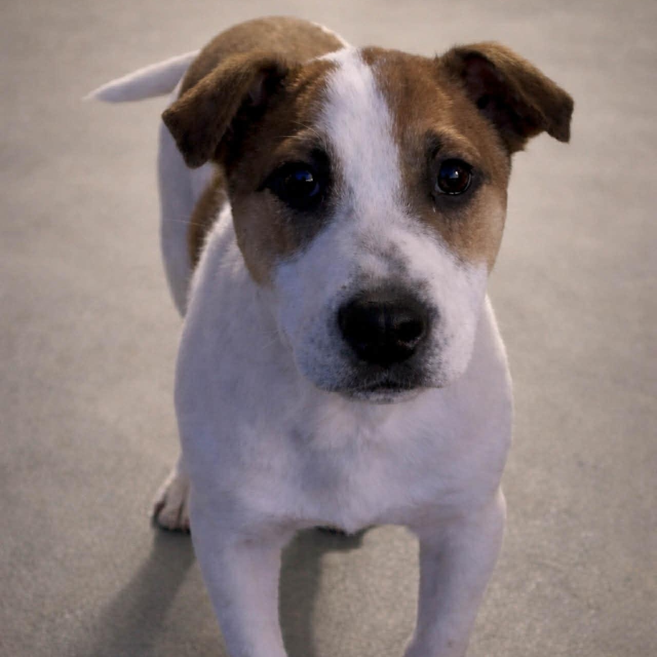 Enlarge Nissan, a ADOPTABLE mixed breed in Simsbury, CT image 2/3