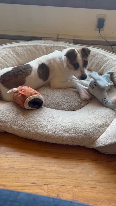 Enlarge Nissan, an adopted mixed breed in East Hartland, CT video 6/6