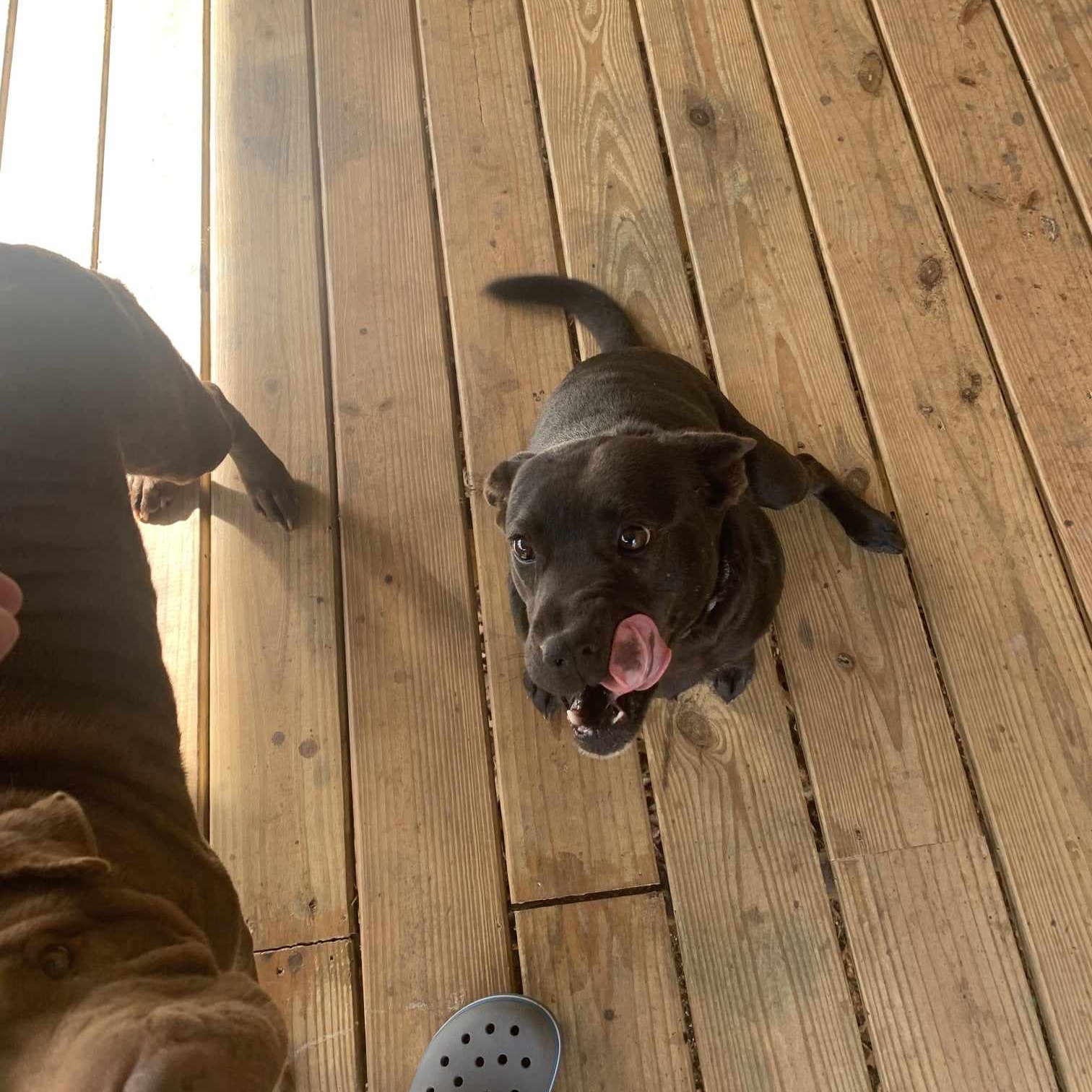 Enlarge Pearl, a Adoptable mixed breed in Marietta, GA image 2/5