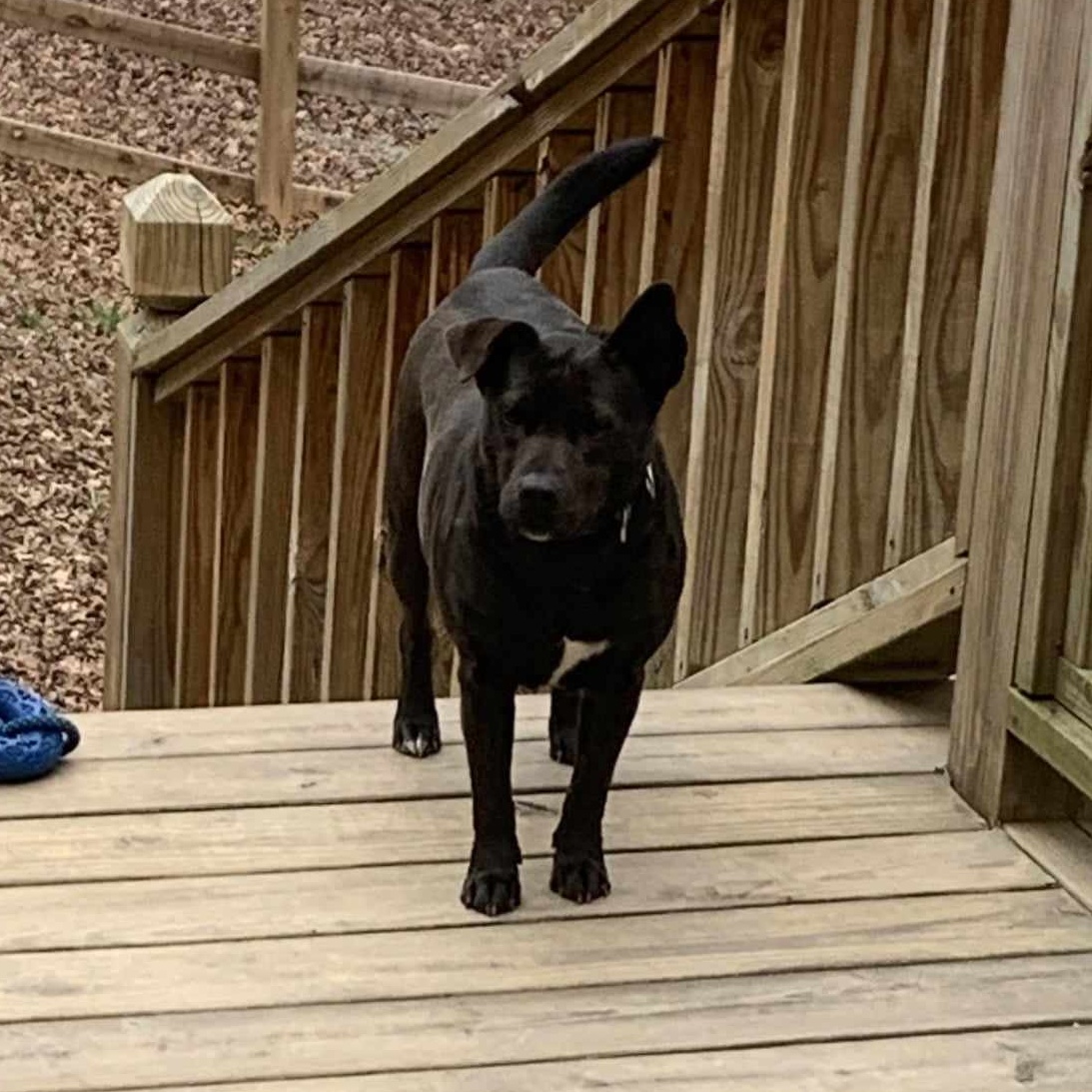 Enlarge Pearl, a Adoptable mixed breed in Marietta, GA image 1/5