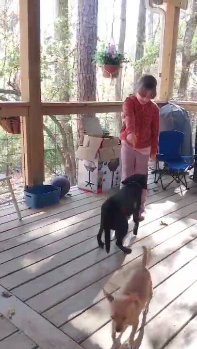 Enlarge Pearl, a Adoptable mixed breed in Marietta, GA video 5/5