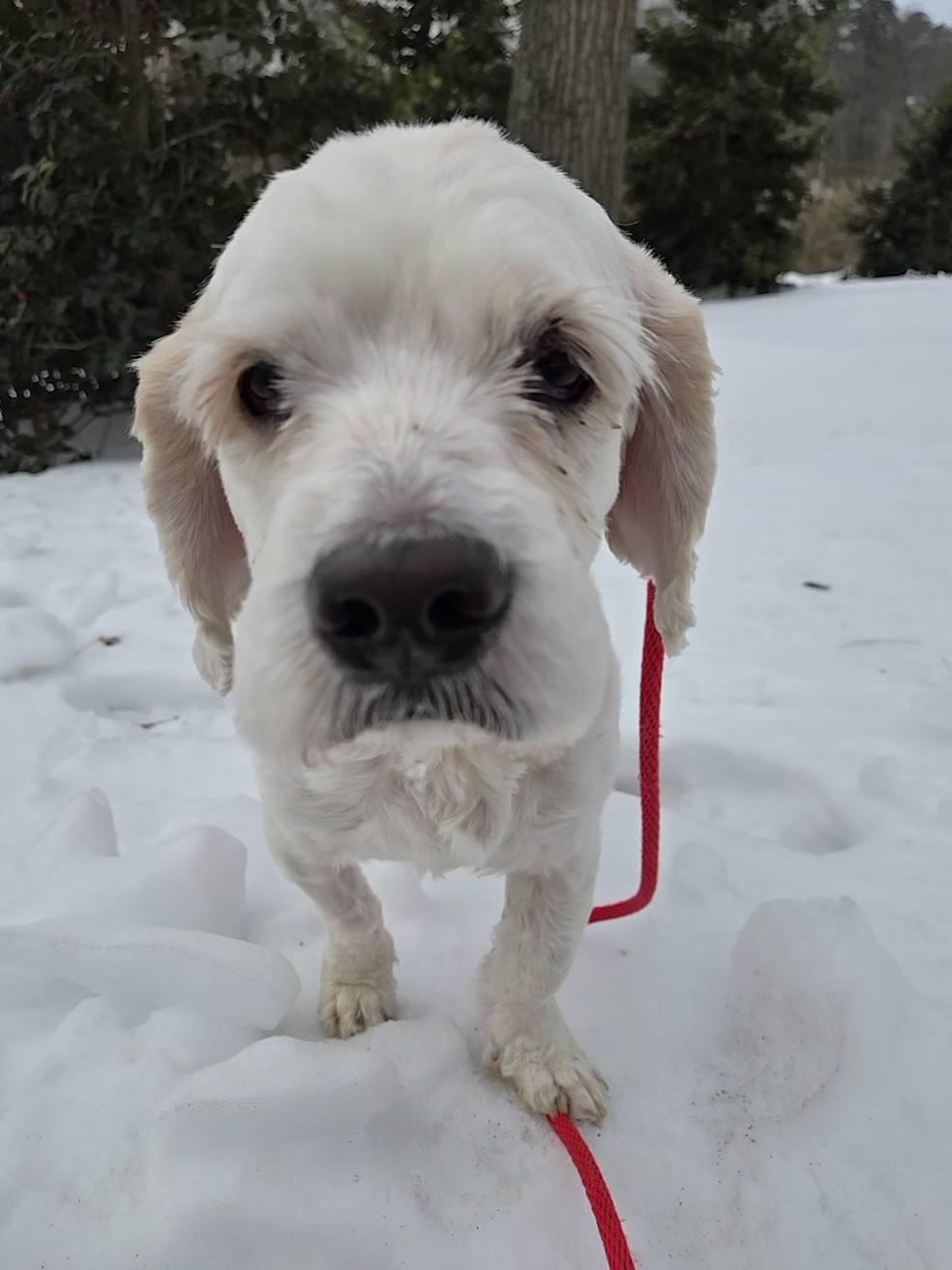 Enlarge Casper, an adoptable mixed breed in Severn, MD image 1/5
