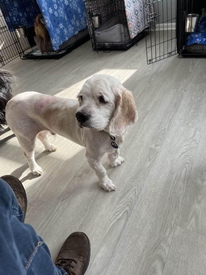 Enlarge Casper, an adoptable mixed breed in Severn, MD image 3/5