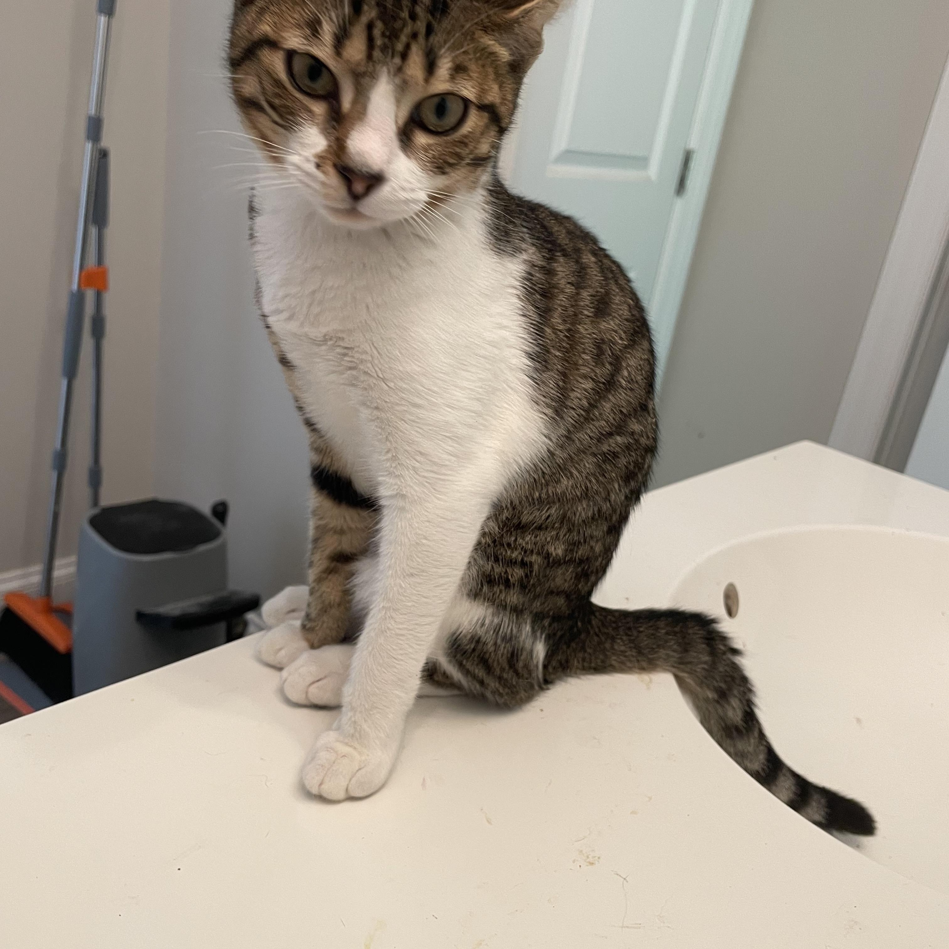 Enlarge Tattoo, a Adoptable Domestic Short Hair in lititz, PA image 3/3