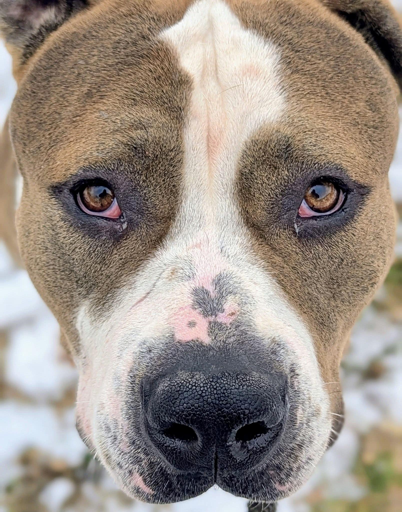 Rizzo, ADOPTABLE, Adult Male Pit Bull Terrier.