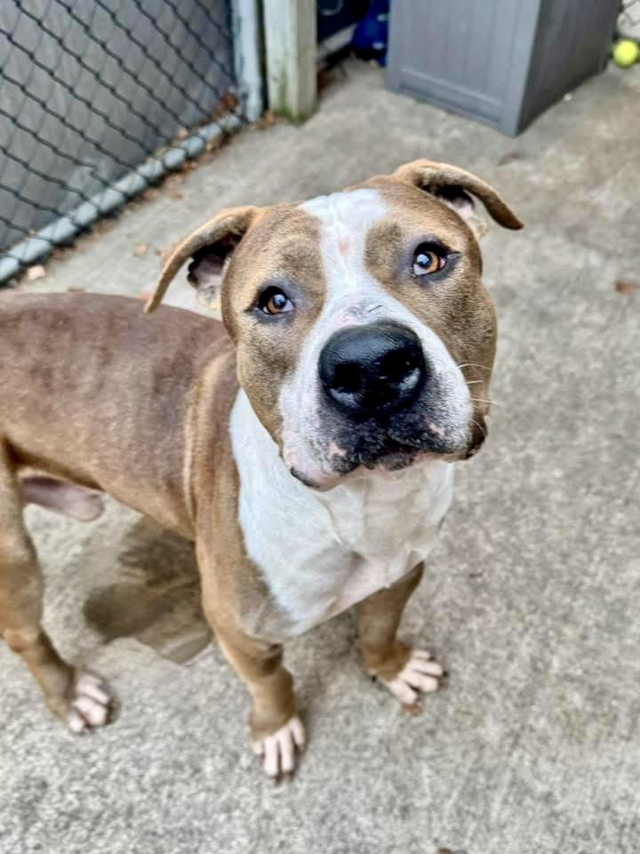 Rizzo, a ADOPTABLE Pit Bull Terrier in Chicago, IL image 3/5