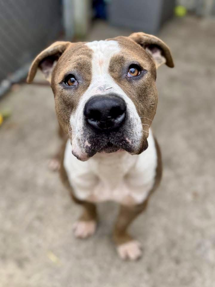 Rizzo, a ADOPTABLE Pit Bull Terrier in Chicago, IL image 4/5