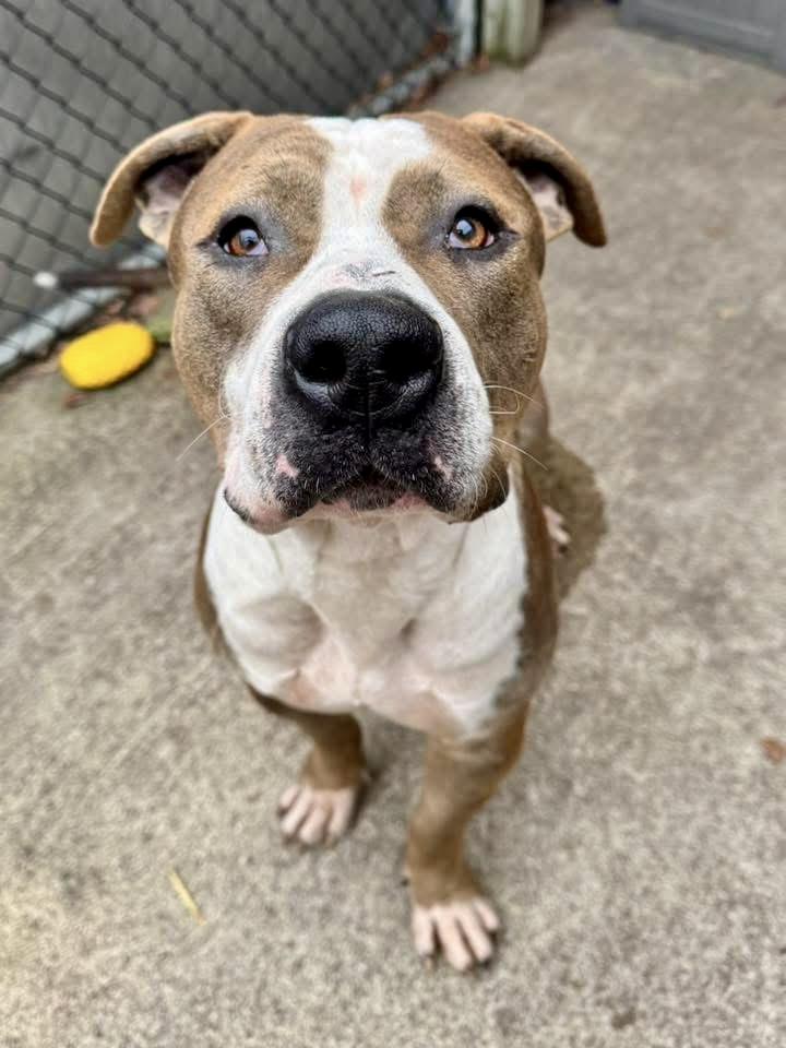 Rizzo, a ADOPTABLE Pit Bull Terrier in Chicago, IL image 2/5