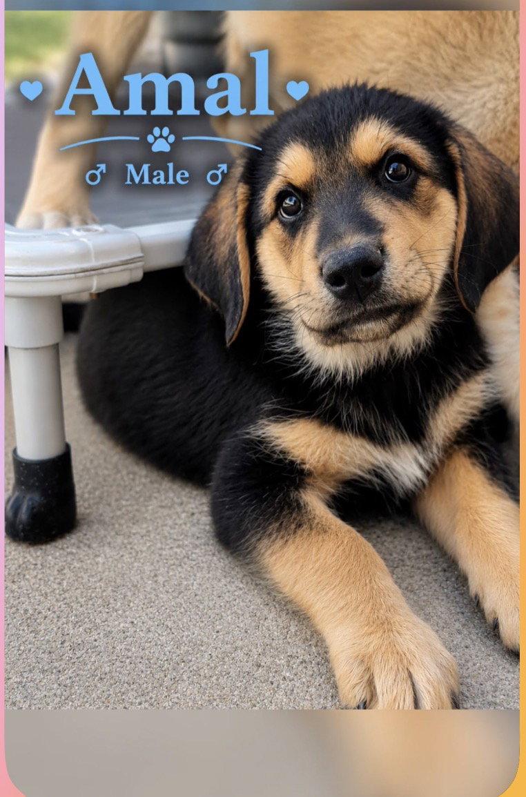 Amal, Adoptable, Young Male Rottweiler & Great Pyrenees.