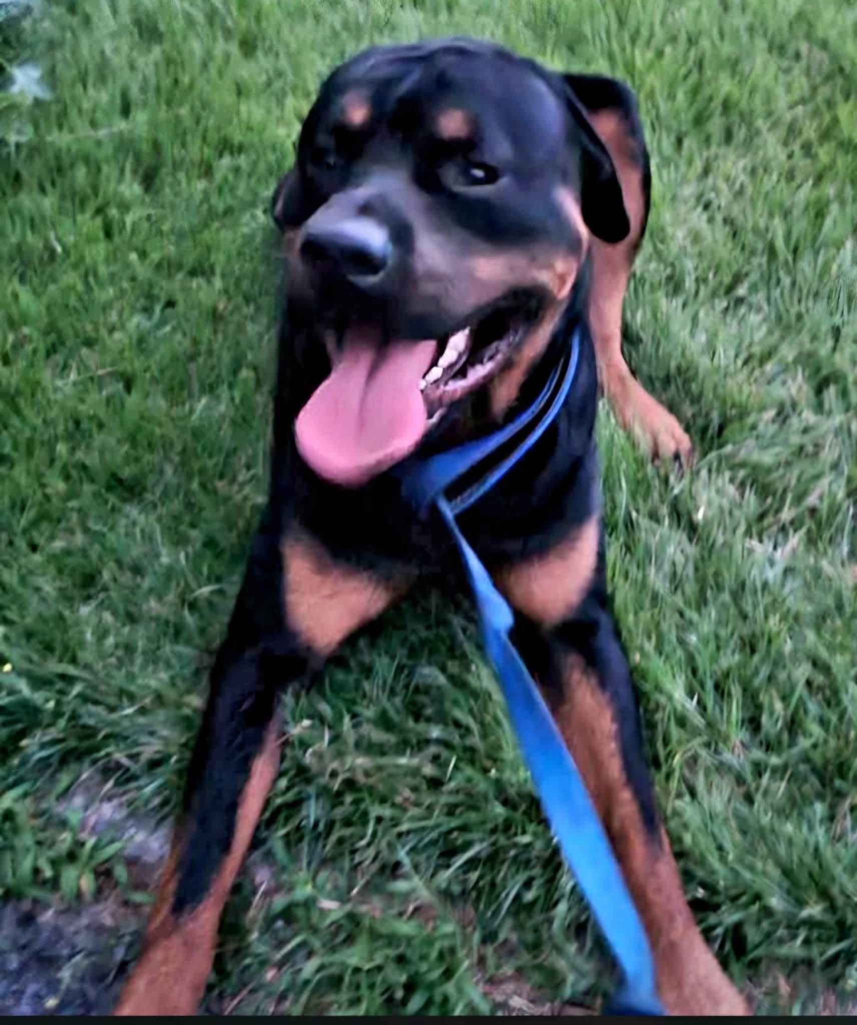 Hoss, Adoptable, Adult Male Rottweiler.
