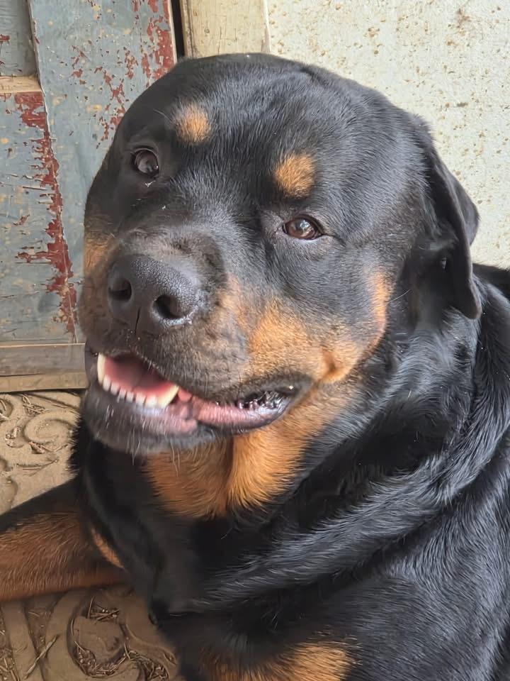 Hoss, a Adoptable Rottweiler in Dillsburg, PA image 2/4