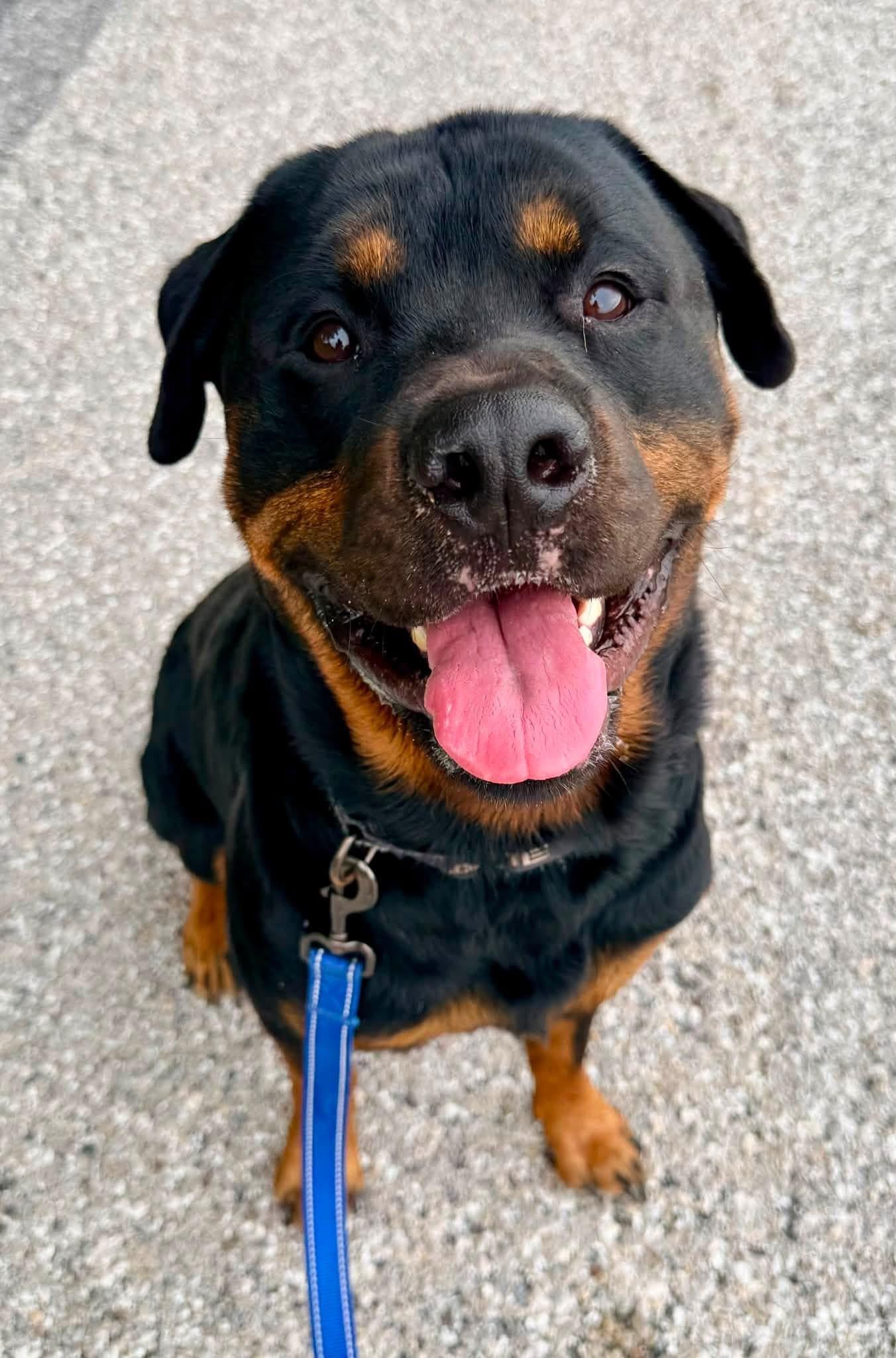 Hoss, a Adoptable Rottweiler in Dillsburg, PA image 3/4