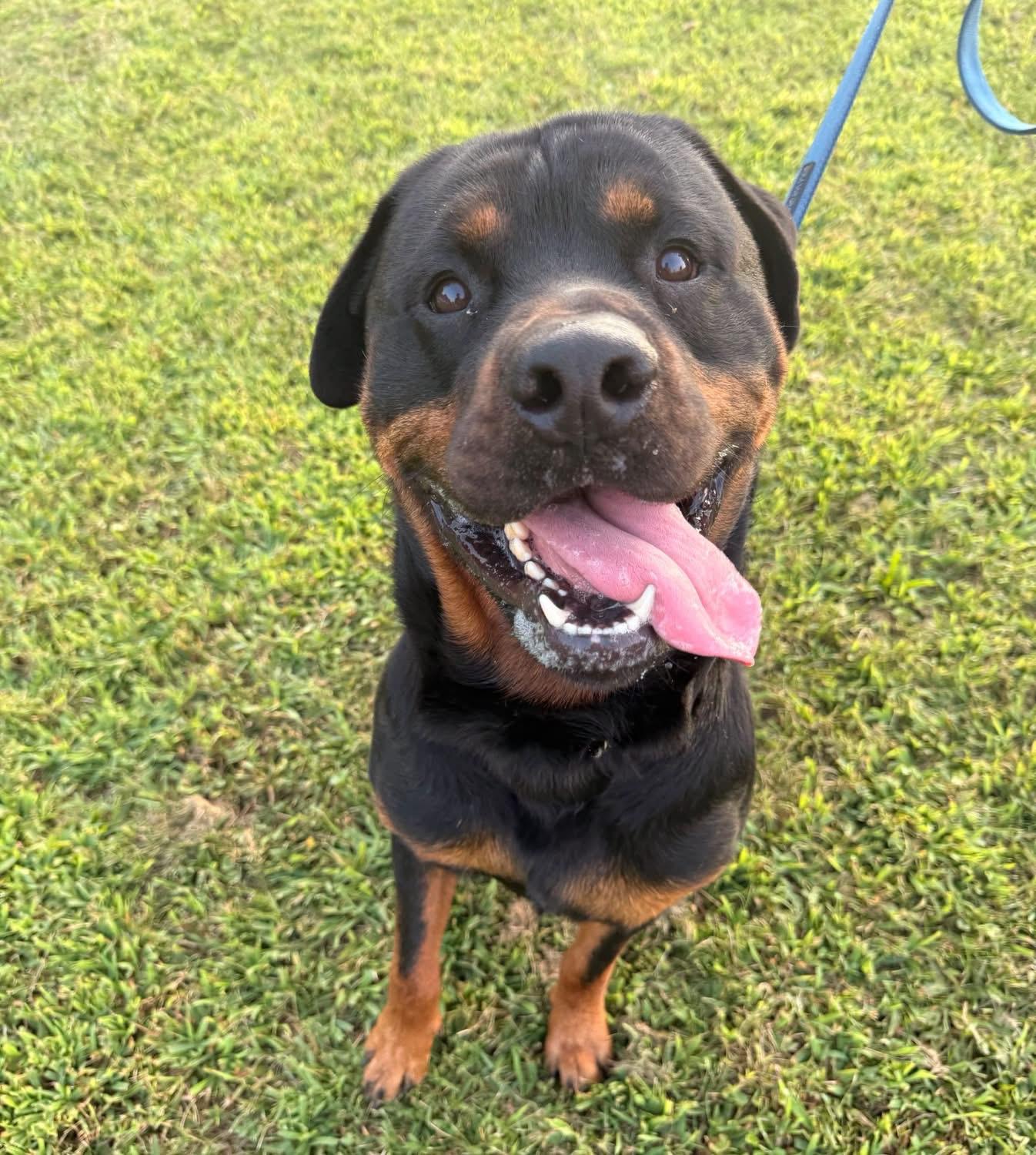 Hoss, a Adoptable Rottweiler in Dillsburg, PA image 4/4