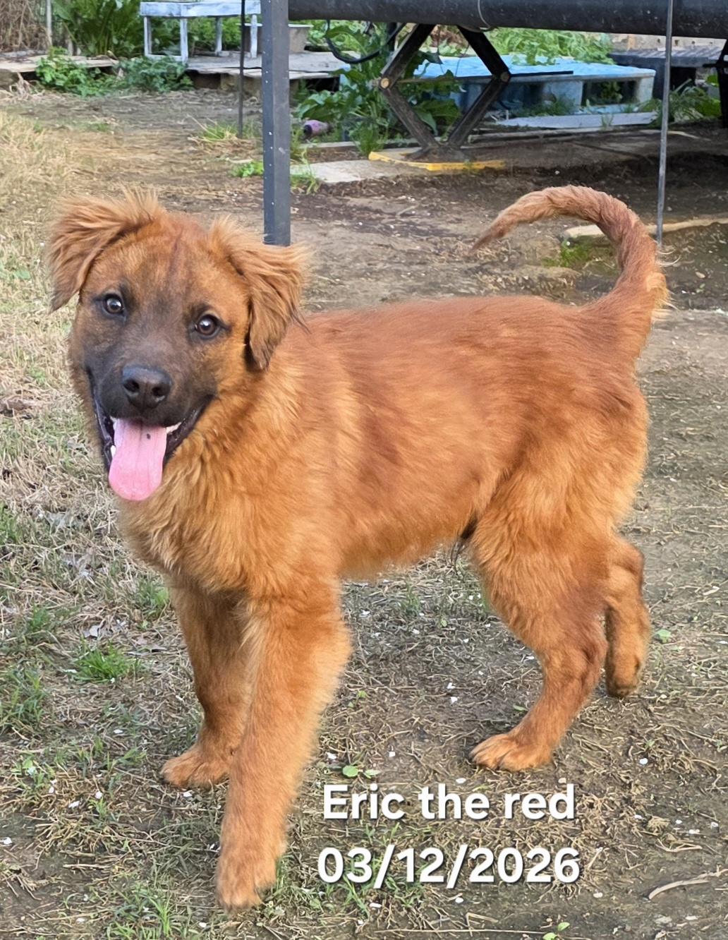 Enlarge Eric the Red , an adopted mixed breed in Warren, RI image 1/6