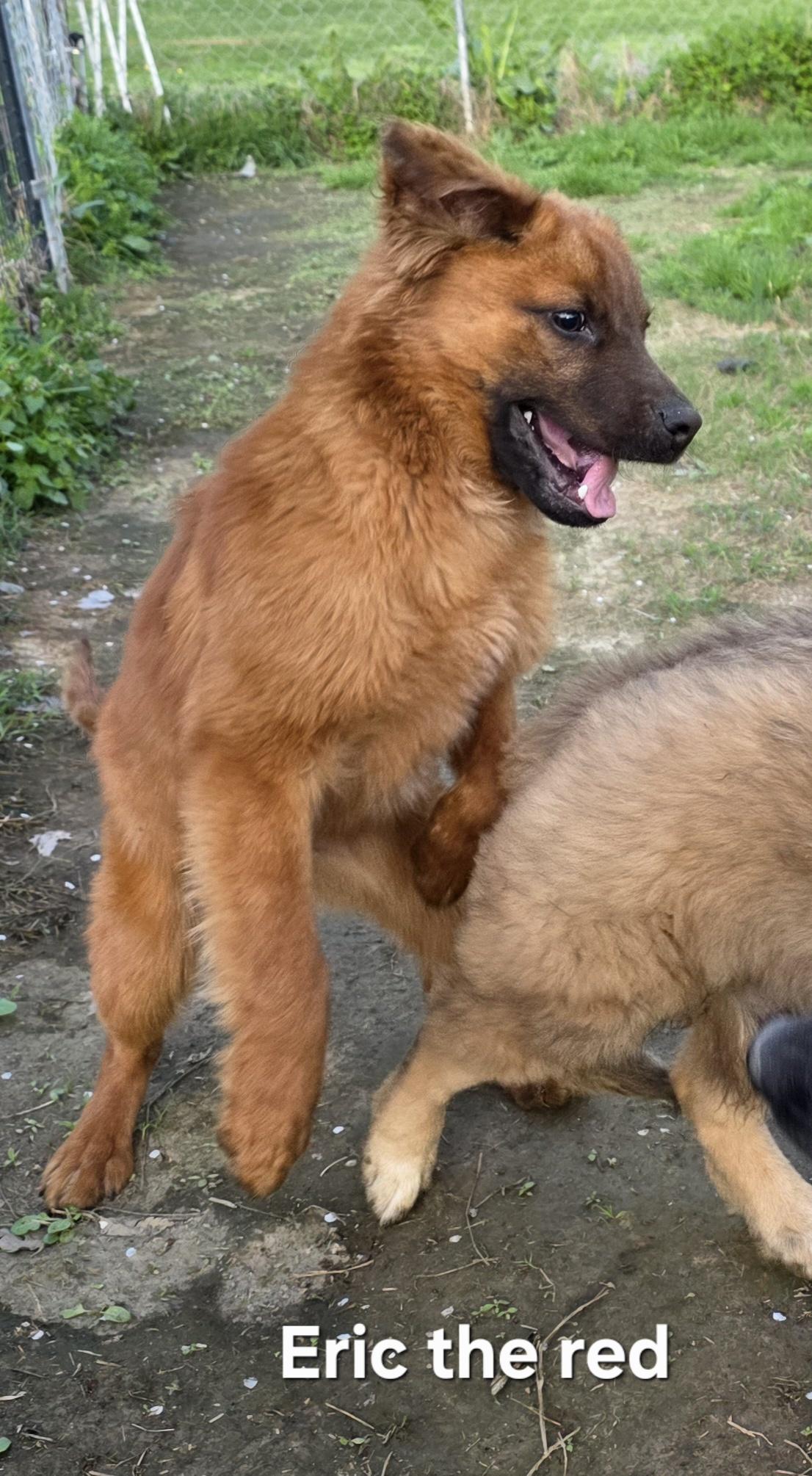 Enlarge Eric the Red , an adopted mixed breed in Warren, RI image 5/6