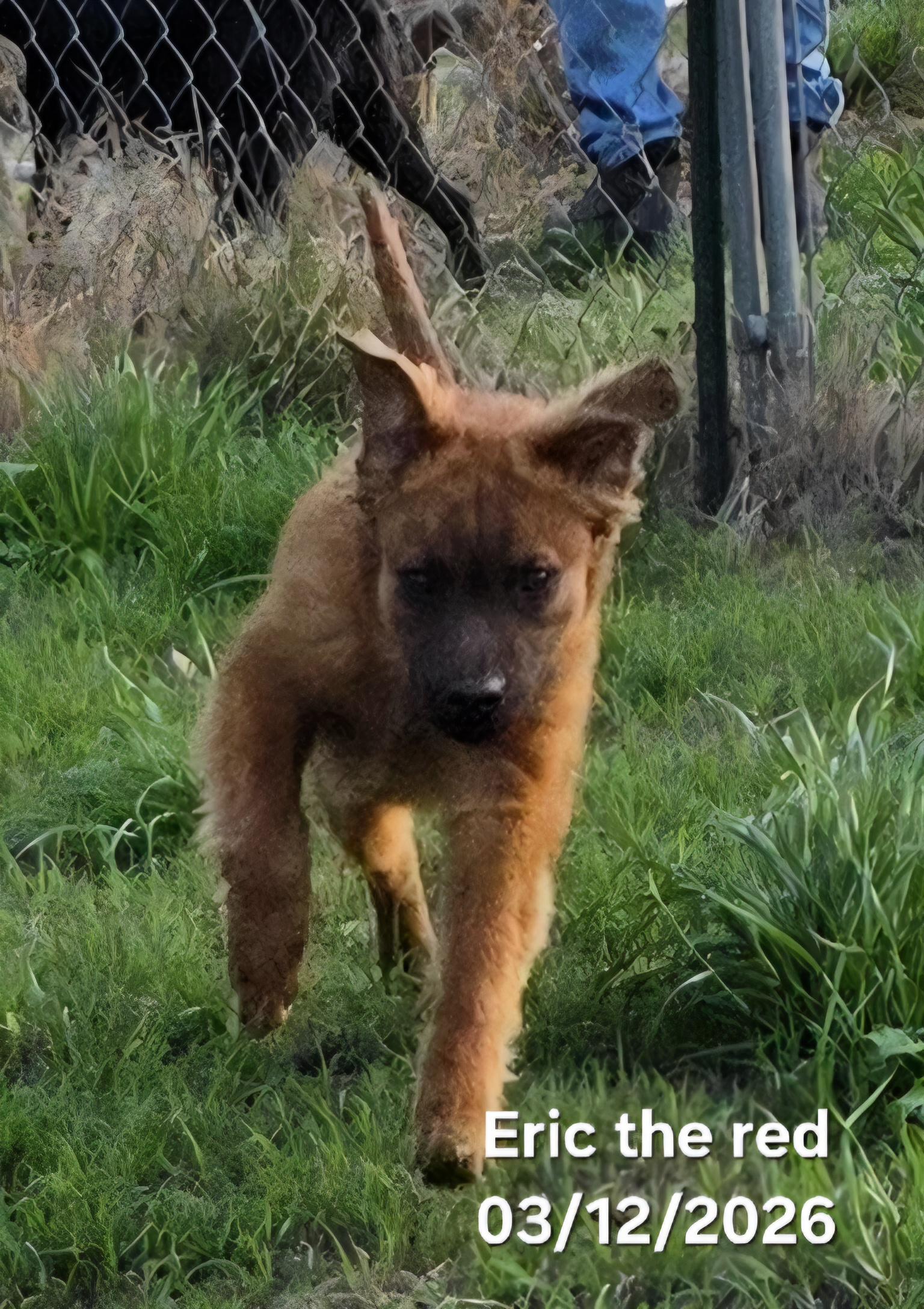 Enlarge Eric the Red , an adopted mixed breed in Warren, RI image 3/6
