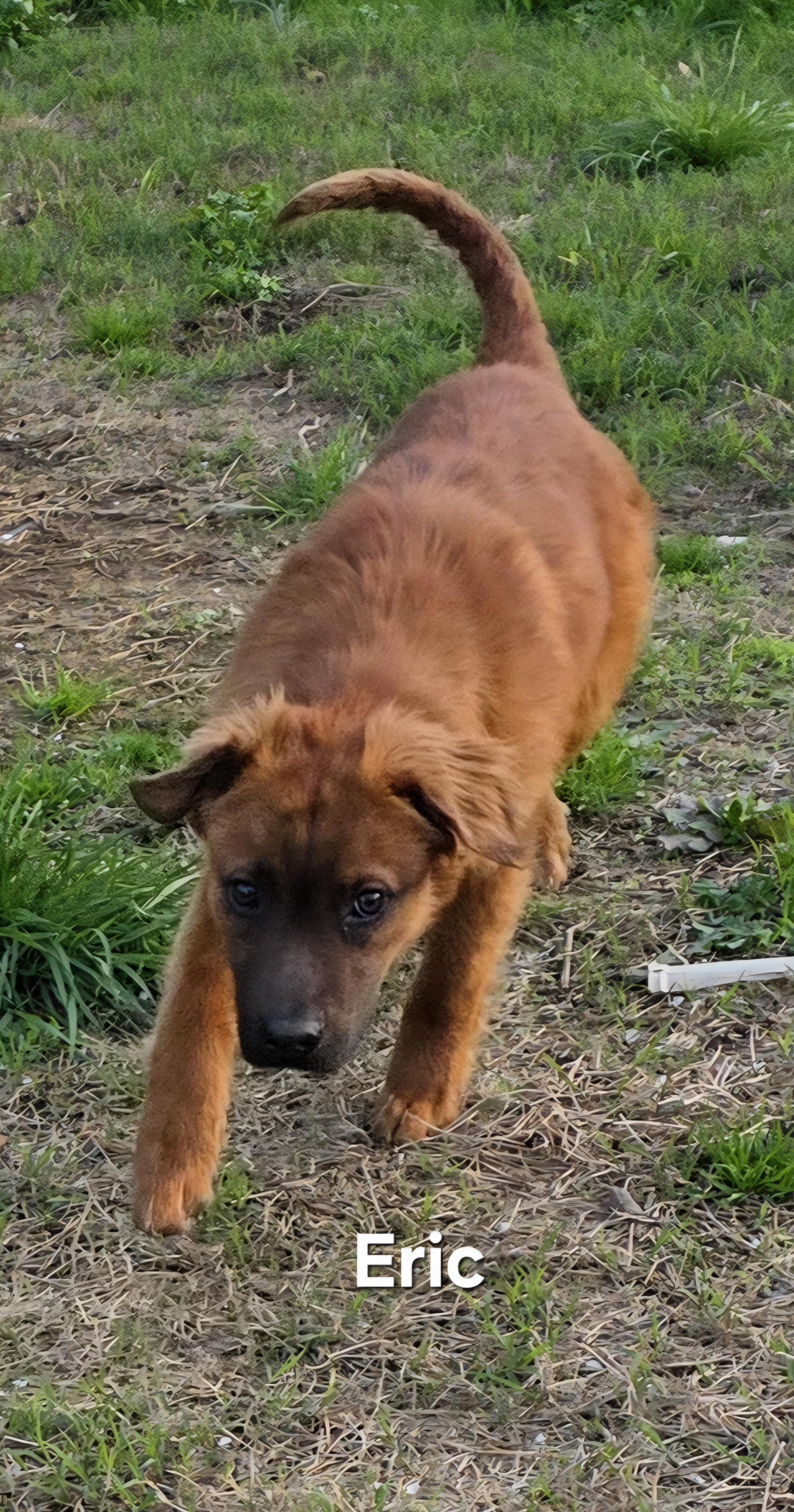 Enlarge Eric the Red , an adopted mixed breed in Warren, RI image 2/6
