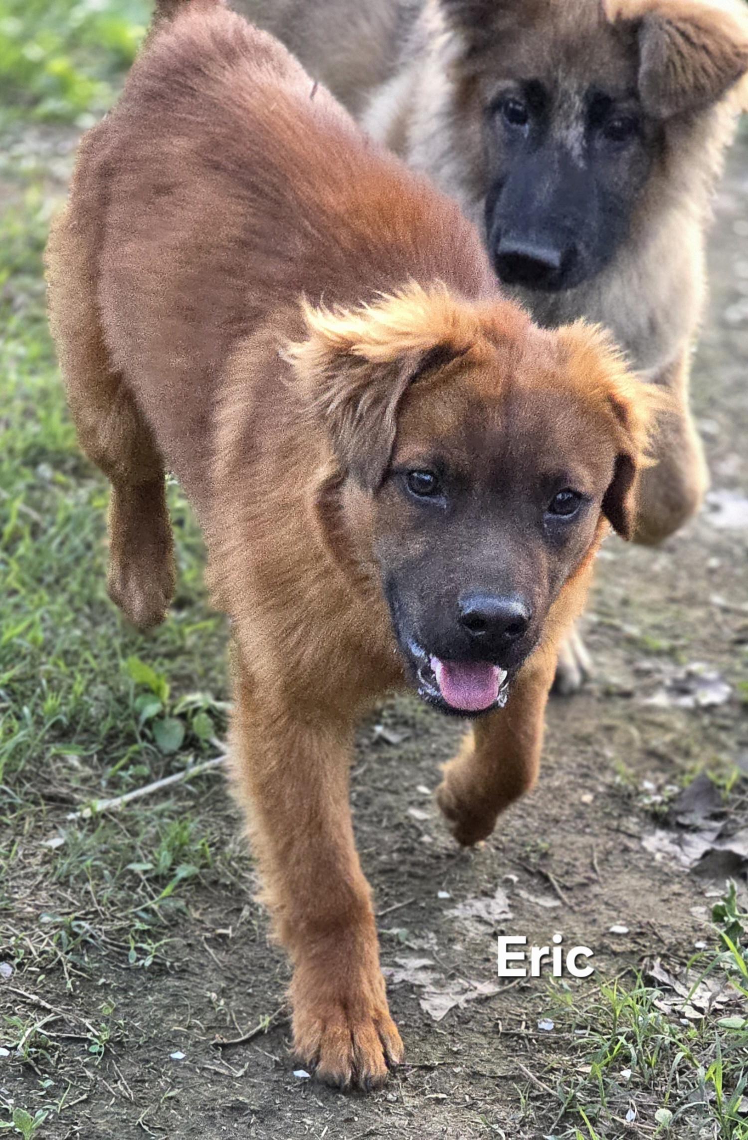 Enlarge Eric the Red , an adopted mixed breed in Warren, RI image 6/6