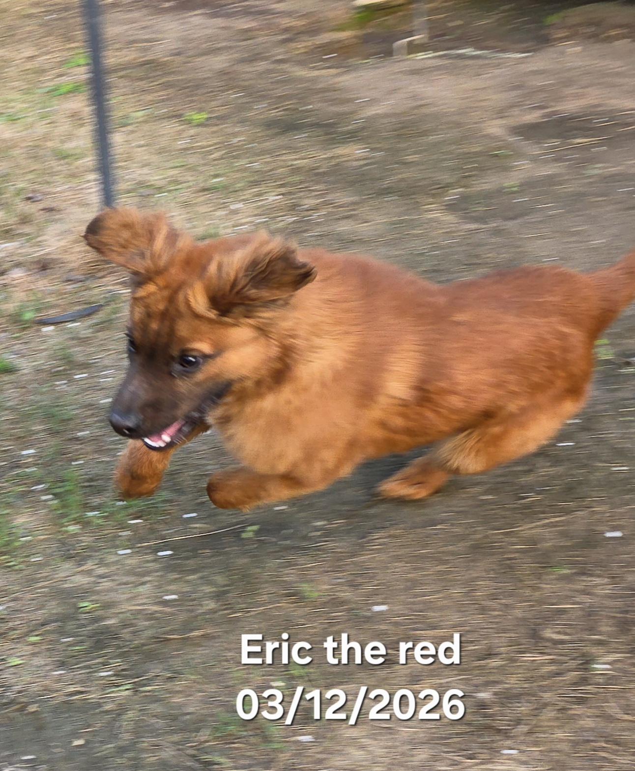 Enlarge Eric the Red , an adopted mixed breed in Warren, RI image 4/6