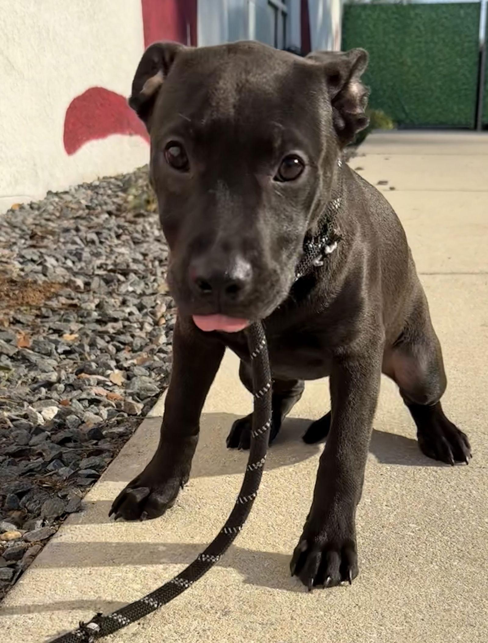 Enlarge Wylda, a Adopted Hound in Sanford, FL image 1/3