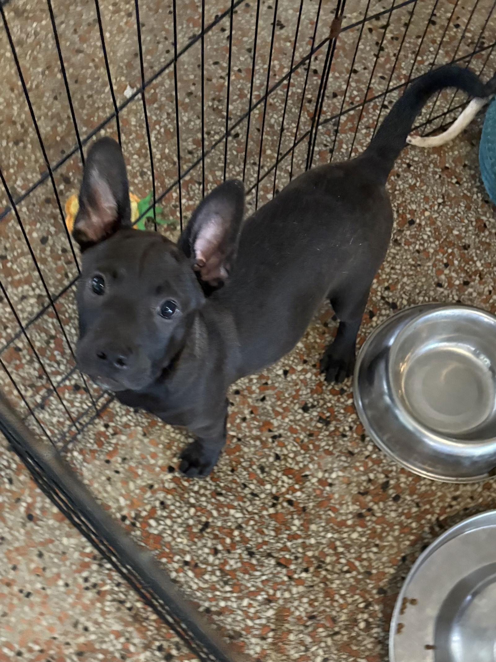 Enlarge Wylda, a Adopted Hound in Sanford, FL image 2/3