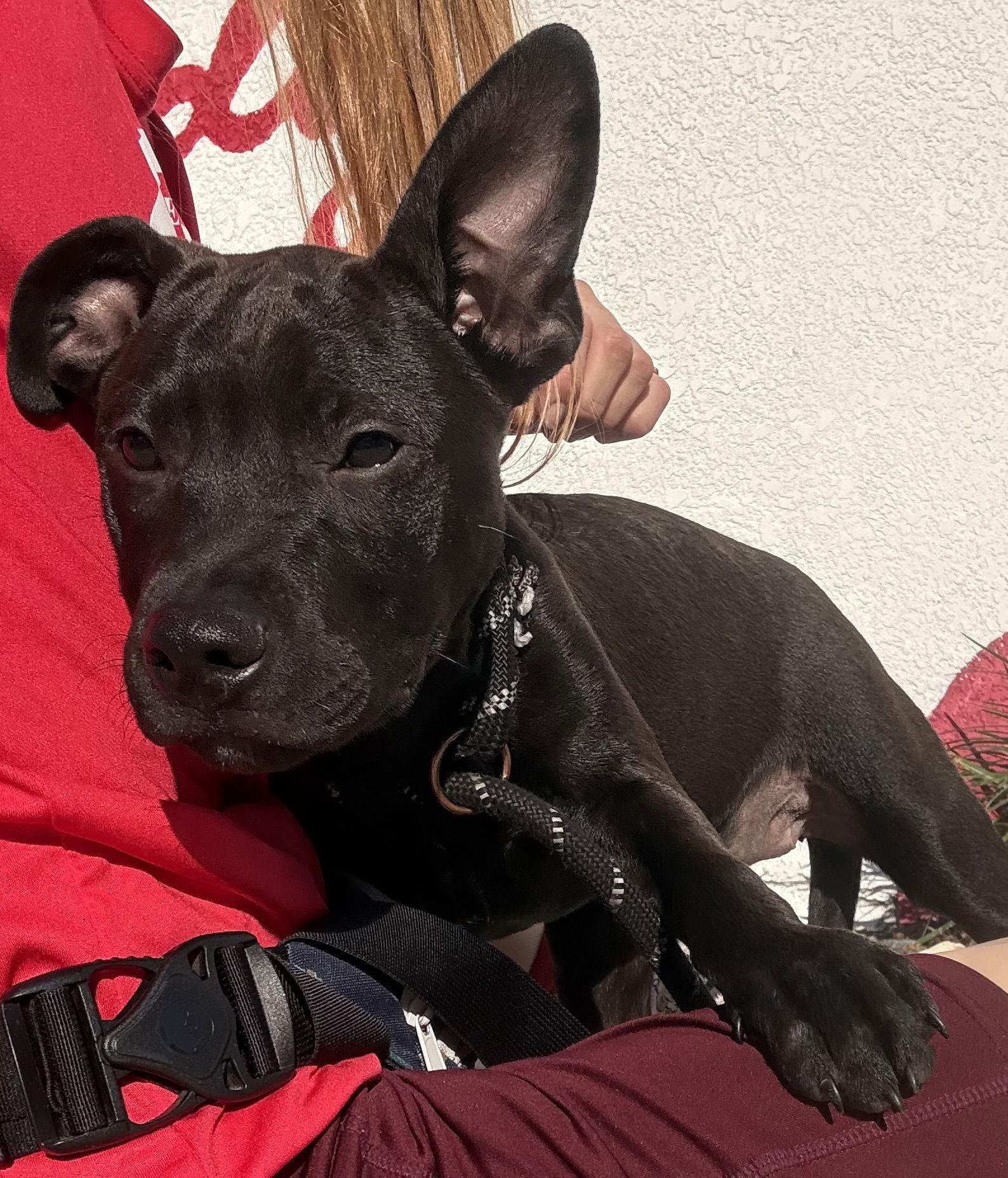 Enlarge Wylda, a Adopted Hound in Sanford, FL image 3/3