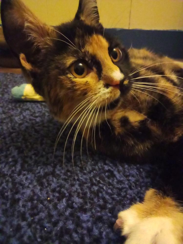 Mirri, Adoptable, Kitten Female Calico.