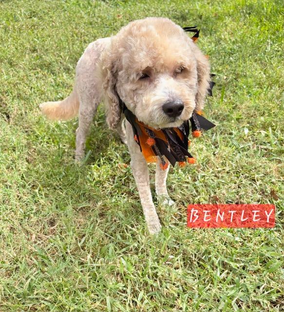 Enlarge Bentley, a Adoptable Cockapoo in Maitland, FL image 2/3