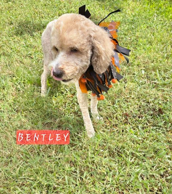 Bentley, Adoptable, Adult Male Cockapoo.