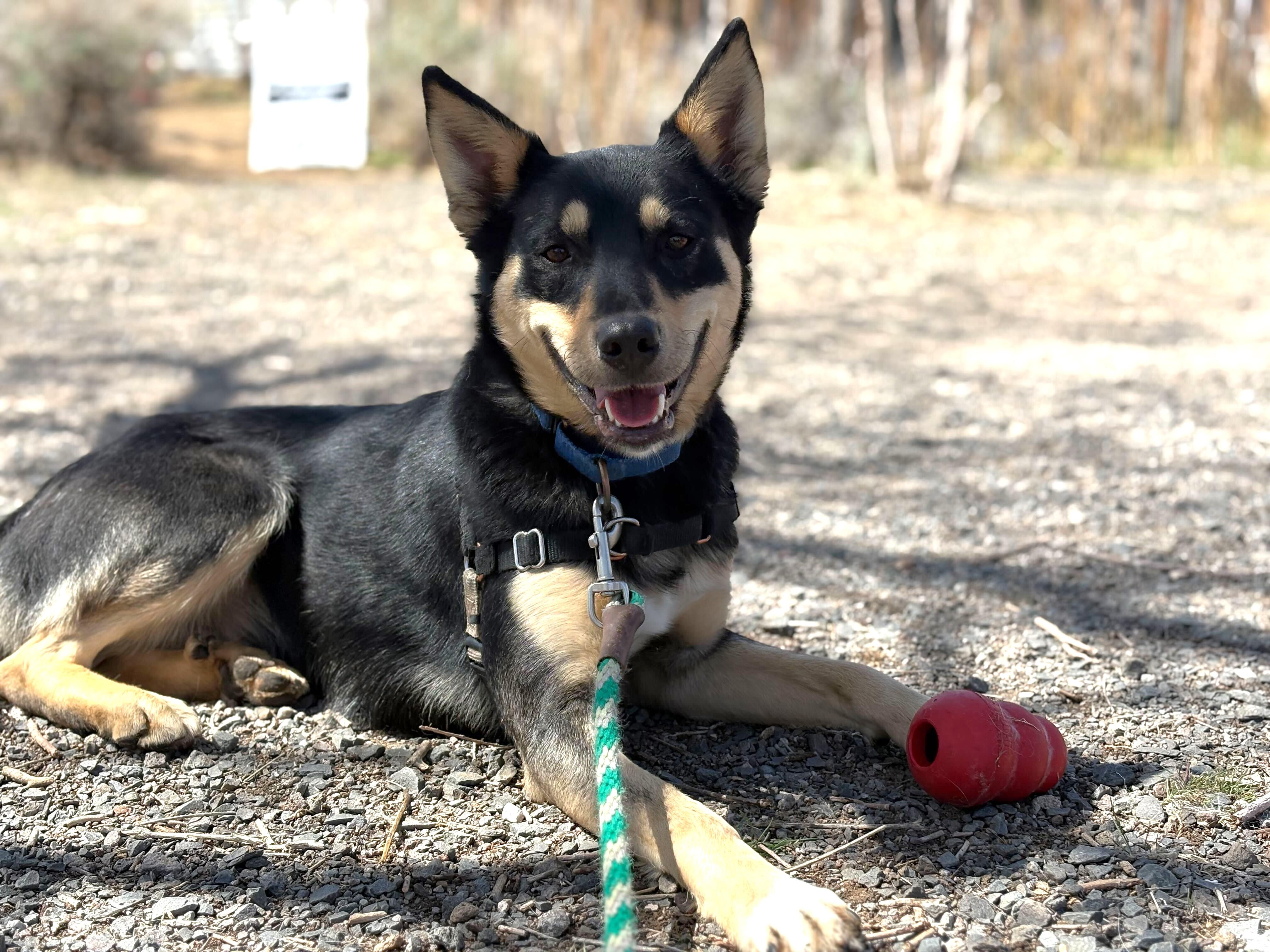 Cya, Adopted, Young Female Australian Kelpie.