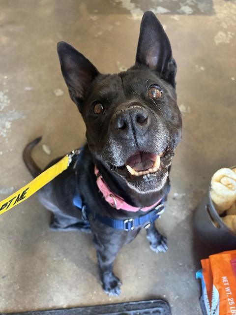 Enlarge LOTUS, a Adoptable mixed breed in Denver, CO image 1/1