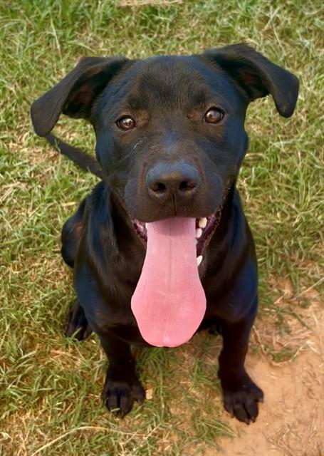 MARCUS, Adoptable, Young Male Labrador Retriever & Mixed Breed.