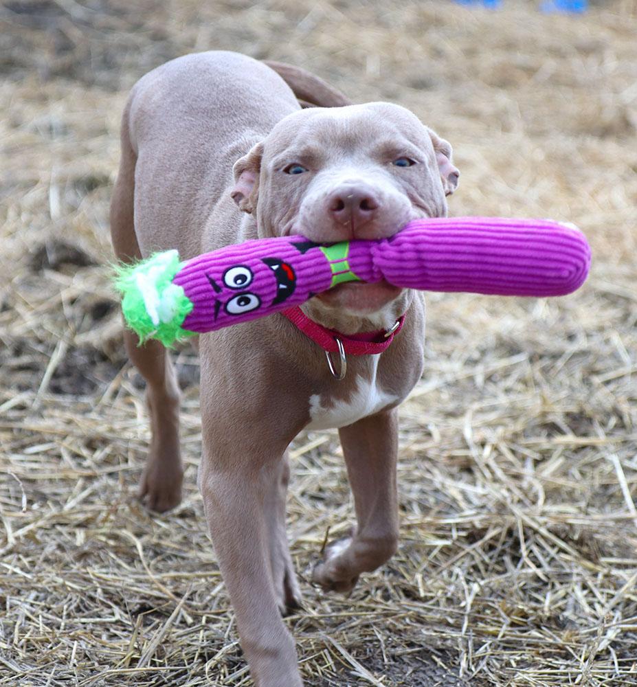 Enlarge Julia (AO35635), an adopted mixed breed in Kansas City, KS image 6/6