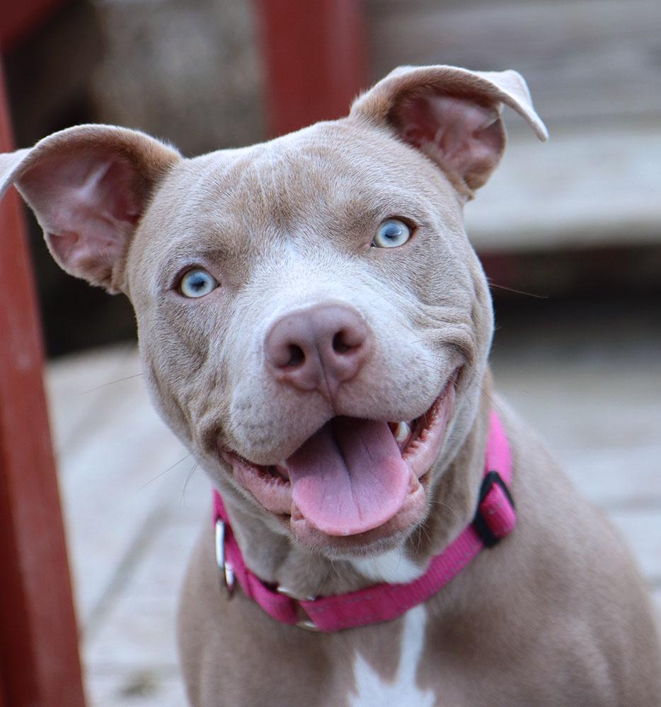 Enlarge Julia (AO35635), an adopted mixed breed in Kansas City, KS image 1/6