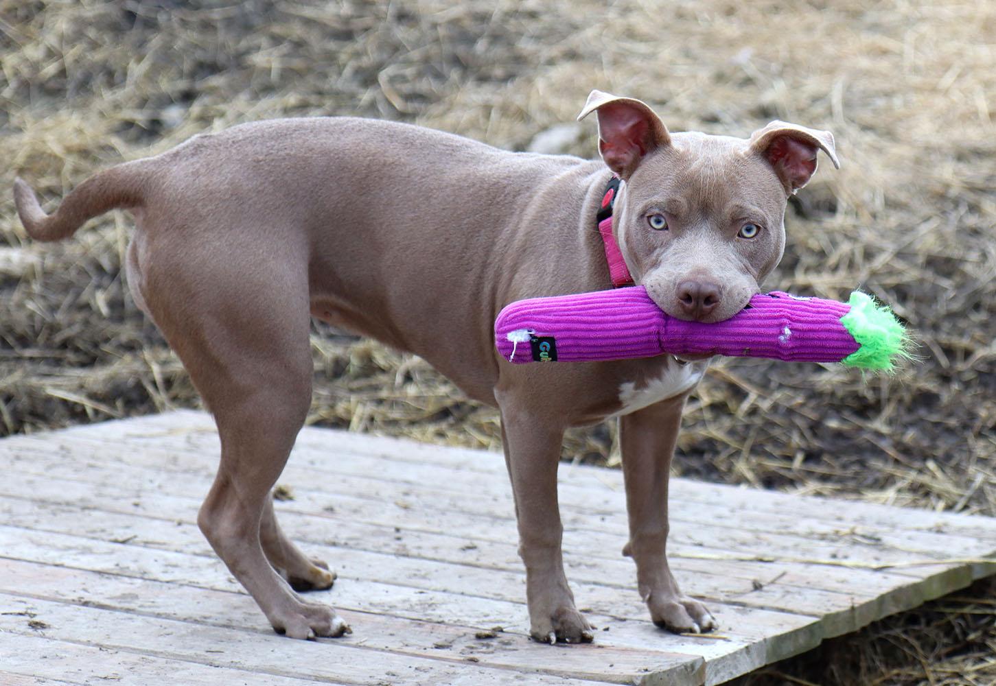 Enlarge Julia (AO35635), an adopted mixed breed in Kansas City, KS image 5/6