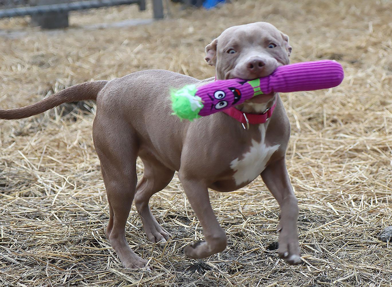 Enlarge Julia (AO35635), an adopted mixed breed in Kansas City, KS image 2/6