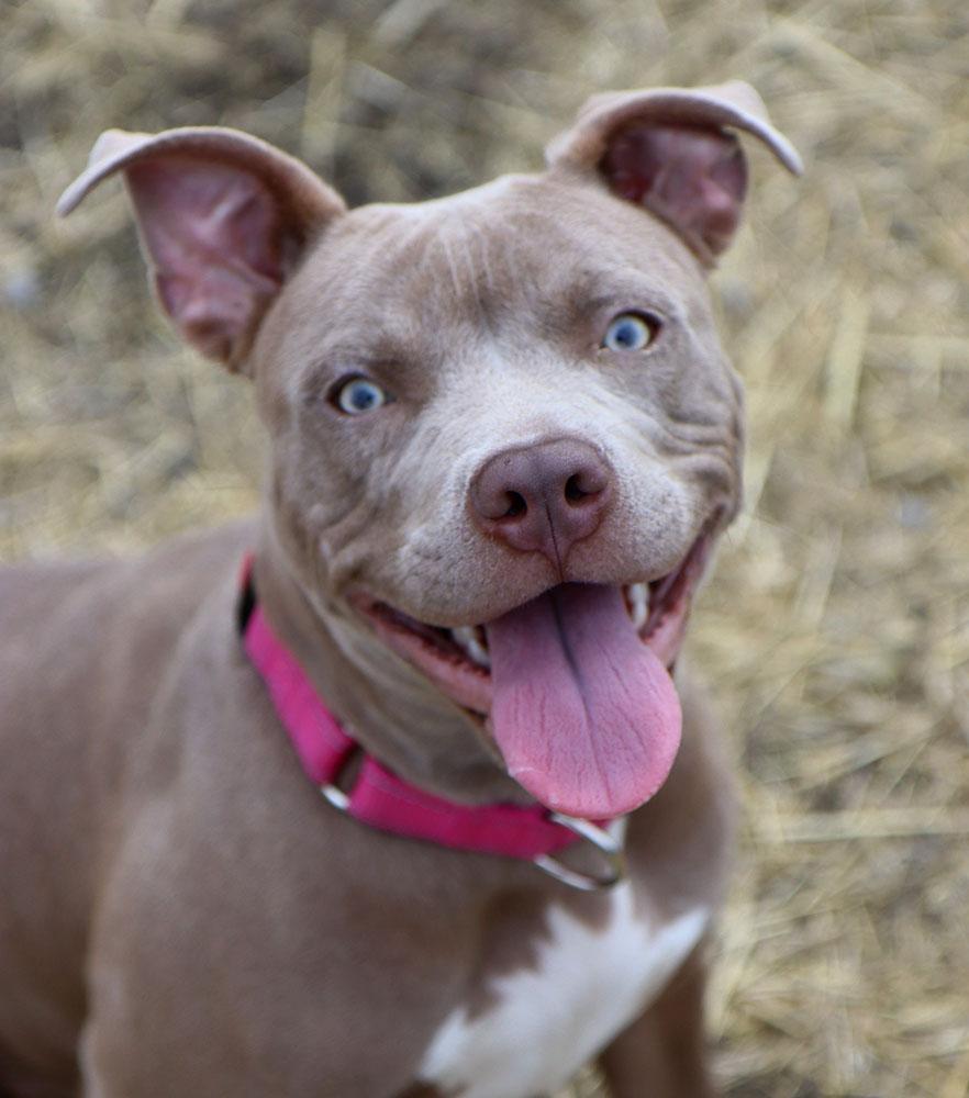 Enlarge Julia (AO35635), an adopted mixed breed in Kansas City, KS image 4/6
