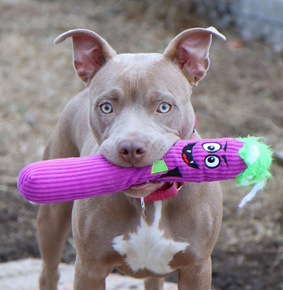 Enlarge Julia (AO35635), an adopted mixed breed in Kansas City, KS image 3/6