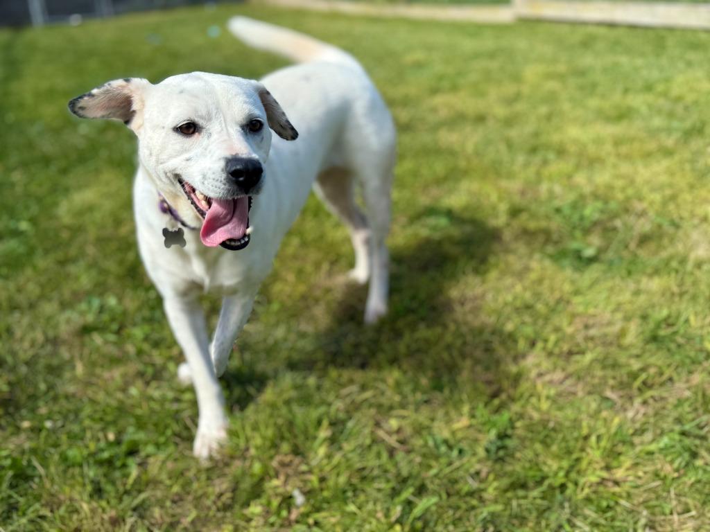 Maggie, Adopted, Adult Female Labrador Retriever & Jack Russell Terrier.