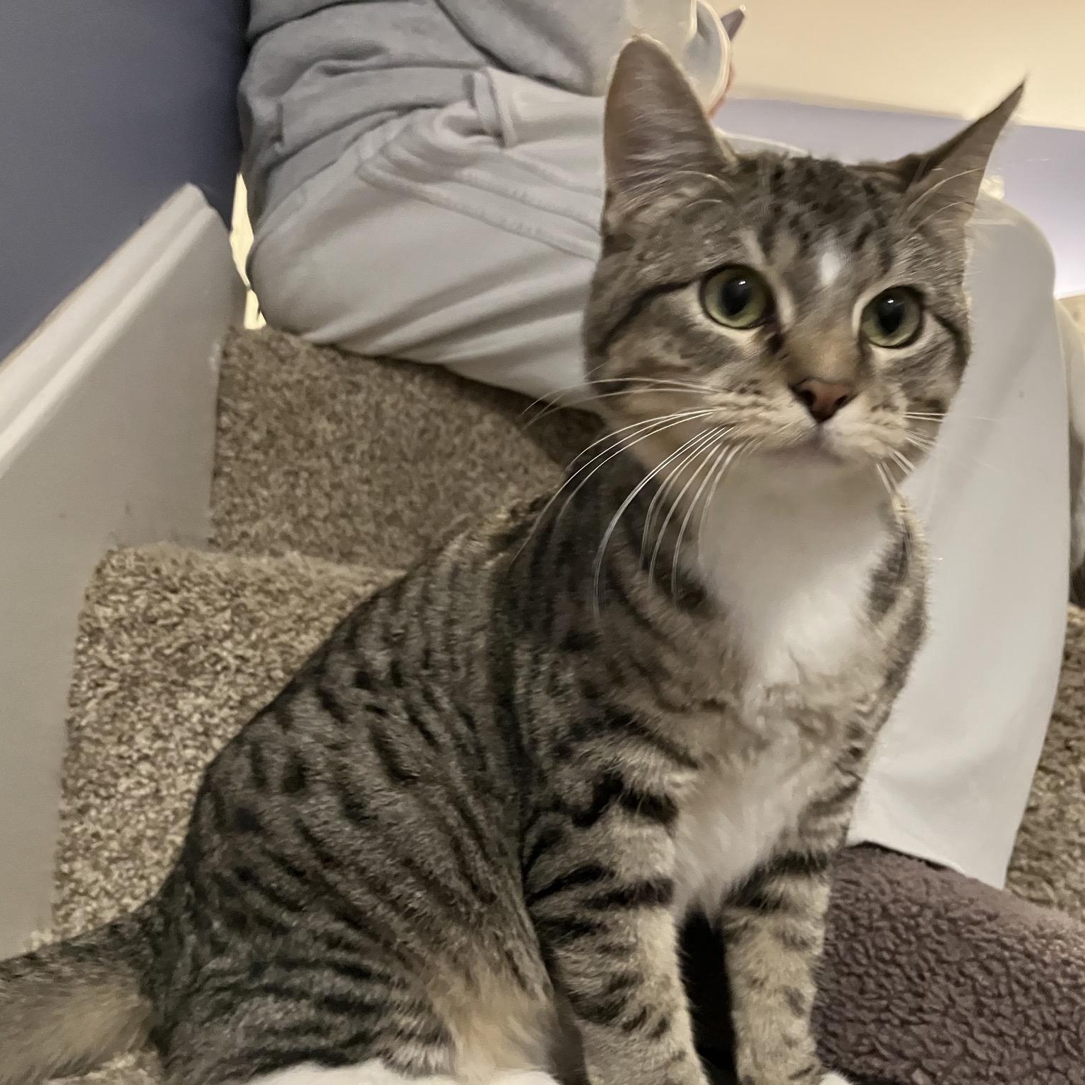 Honey Short Stack Sweet Pickle Gumdrop III, Adoptable, Young Female Domestic Short Hair.