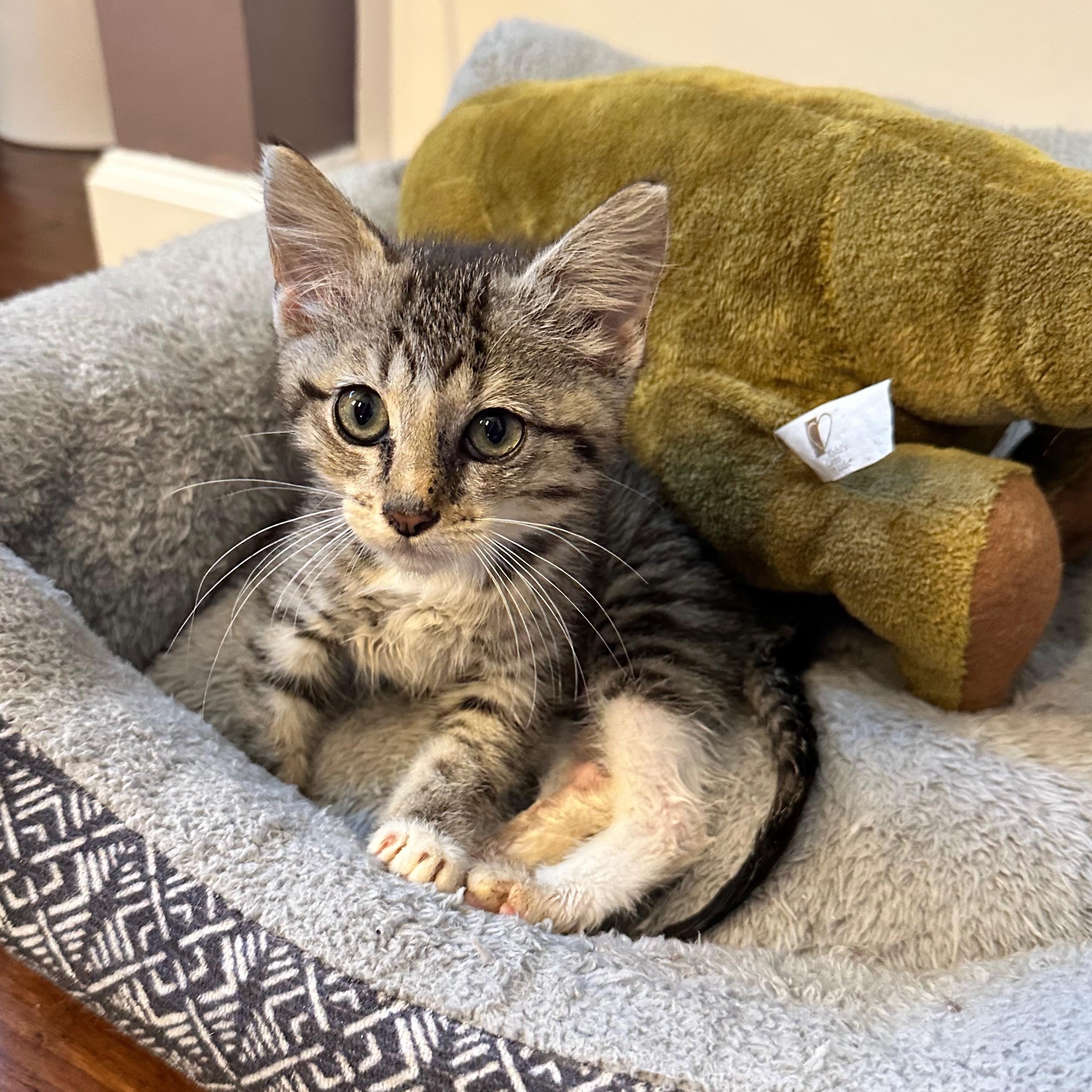 Honey, a Adoptable Domestic Short Hair in Unionville, MO image 1/3