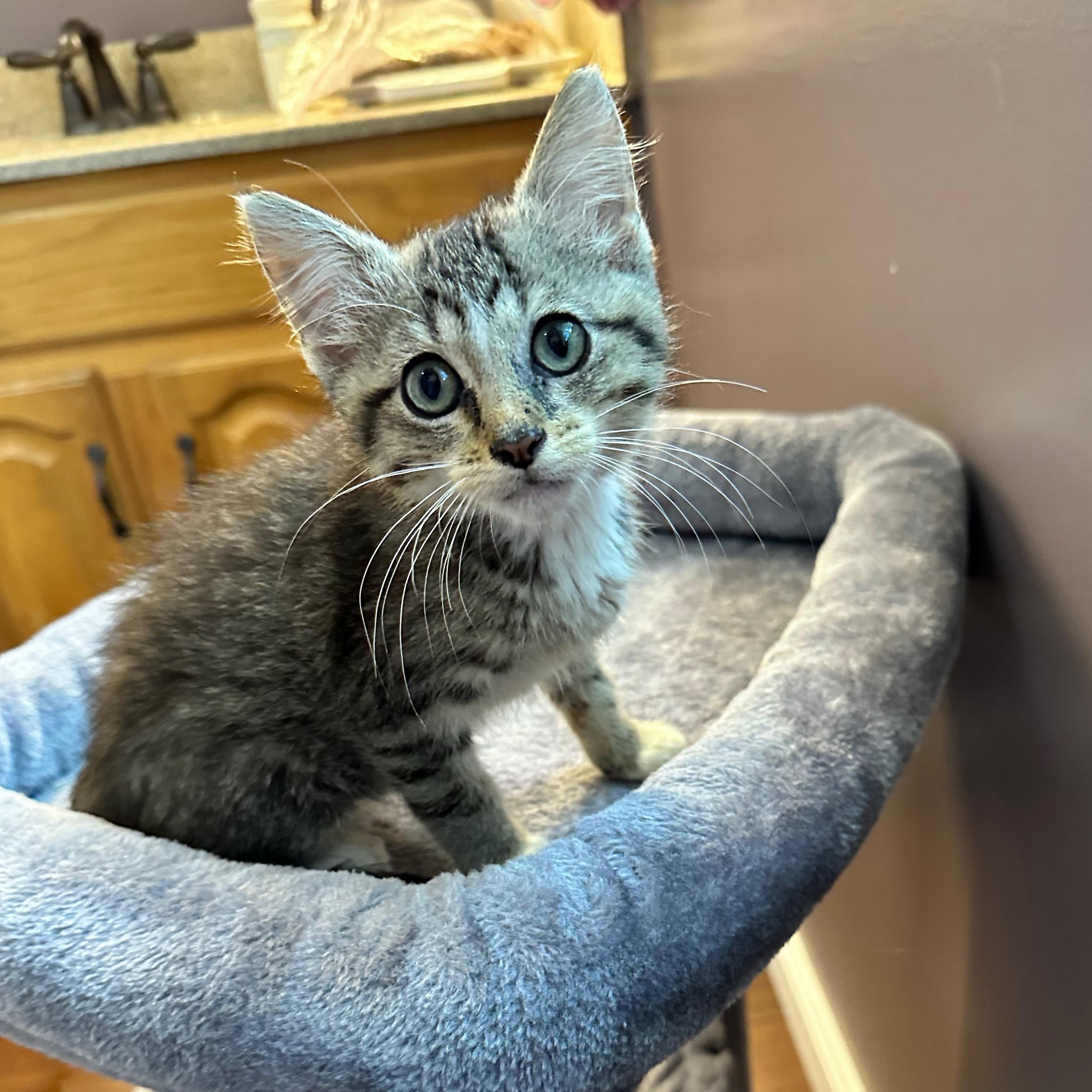 Honey, a Adoptable Domestic Short Hair in Unionville, MO image 2/3