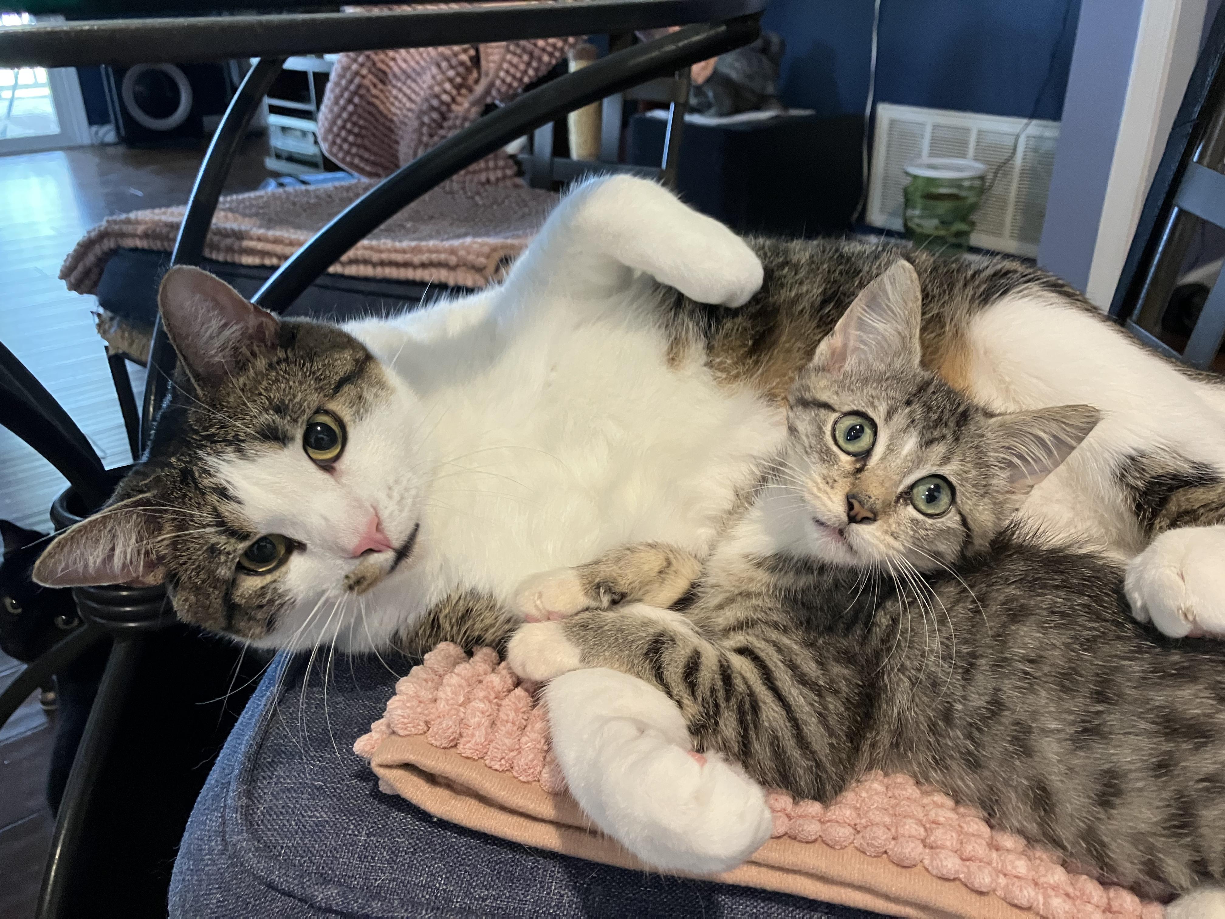 Enlarge Honey Short Stack Sweet Pickle Gumdrop III, a Adoptable Domestic Short Hair in Unionville, MO image 3/4