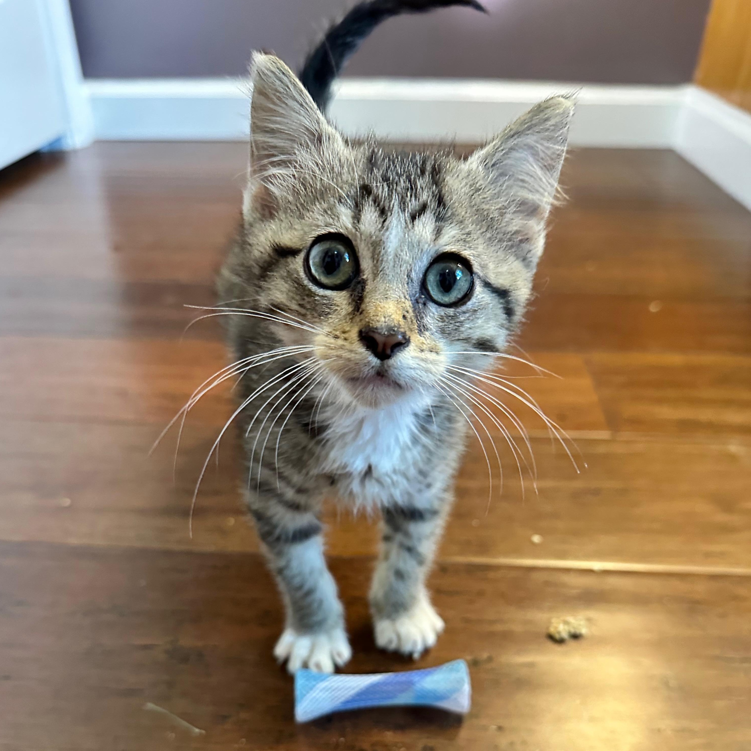 Honey, a Adoptable Domestic Short Hair in Unionville, MO image 3/3