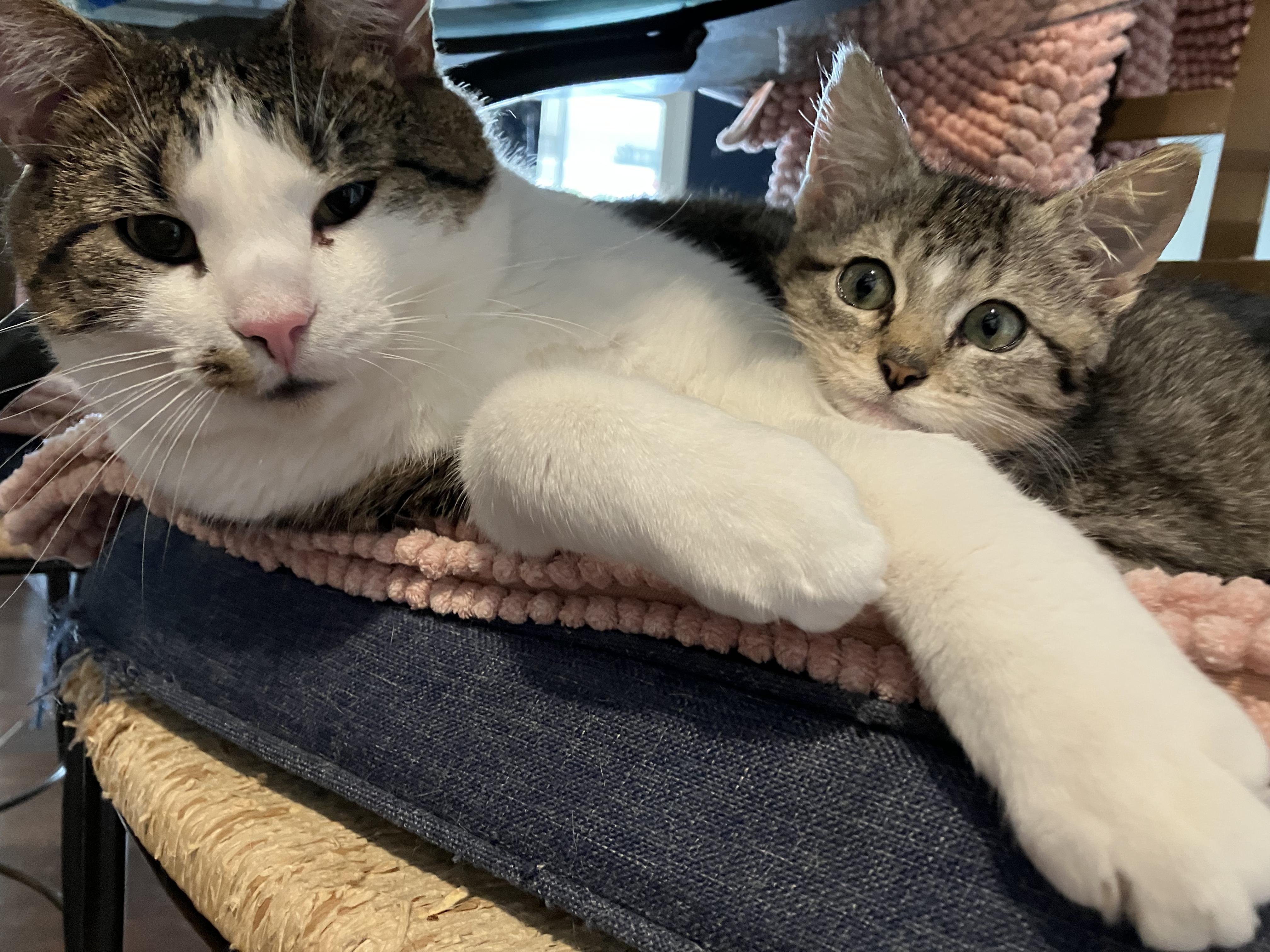 Enlarge Honey Short Stack Sweet Pickle Gumdrop III, a Adoptable Domestic Short Hair in Unionville, MO image 2/4