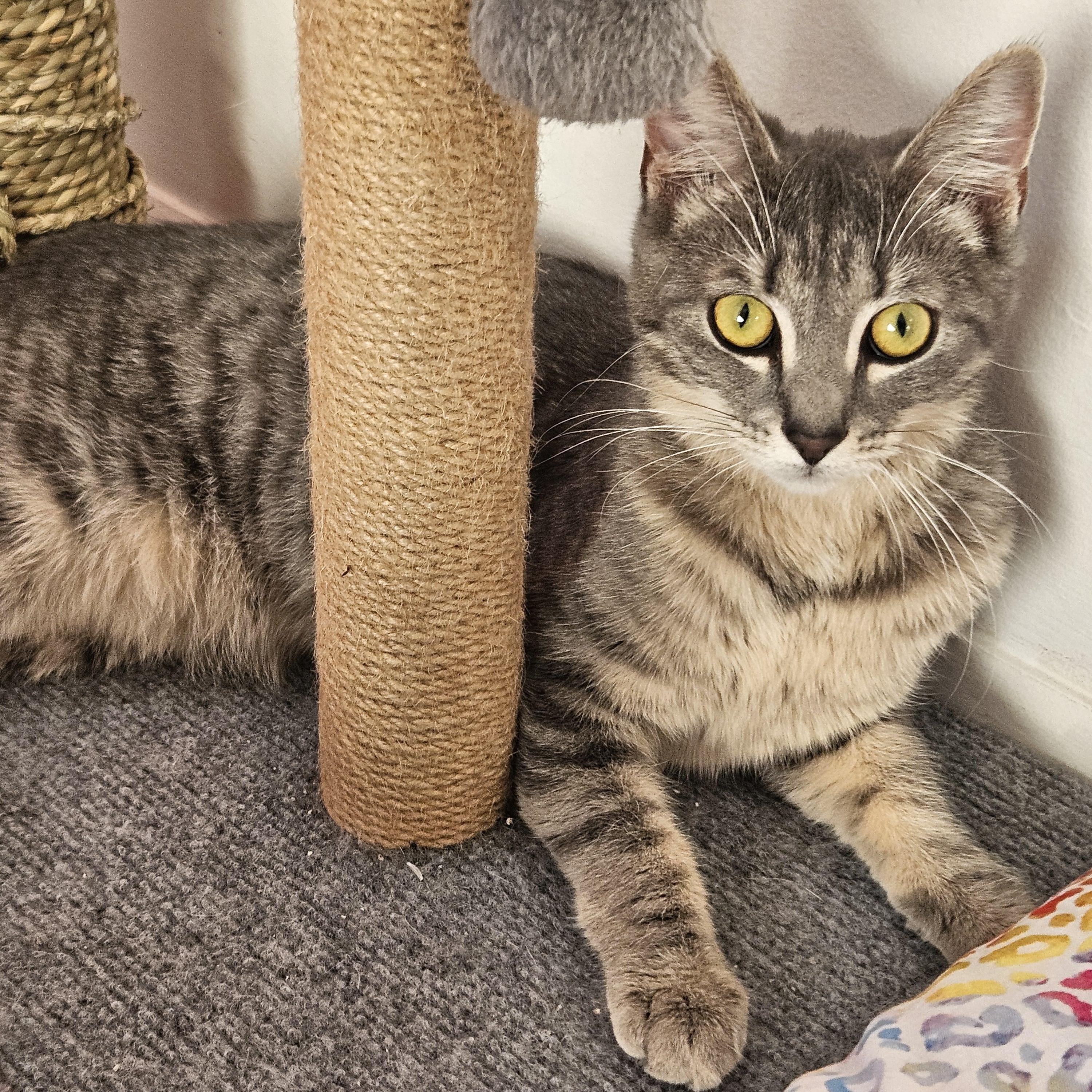 Enlarge Valiant, an adopted Domestic Short Hair in Richmond, VA image 1/6
